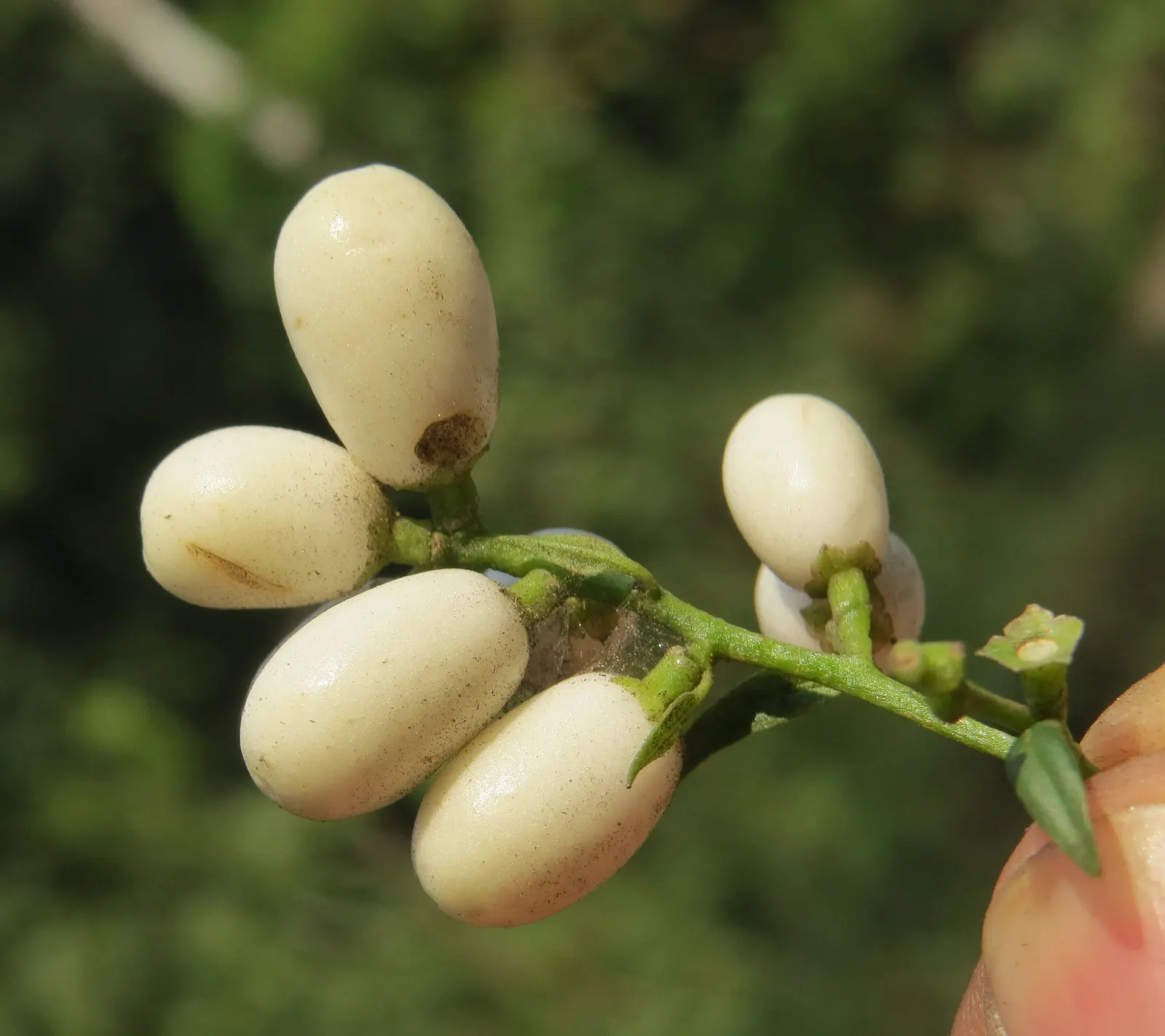 Night Blooming Jessamine (Cestrum Nocturnum) — Regular pruning maintains shape and encourages flowering; which are cream or pale yellow and measure, image 58