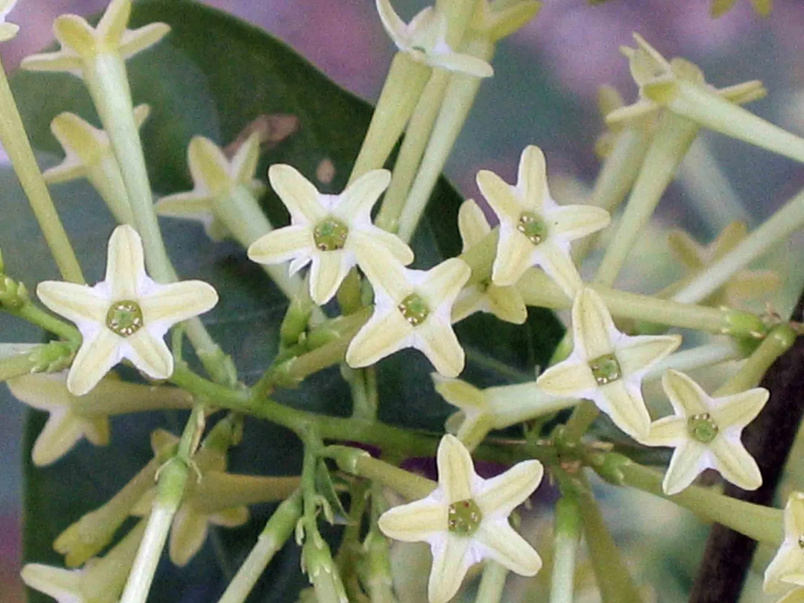 Night Blooming Jessamine (Cestrum Nocturnum) — Regular pruning maintains shape and encourages flowering; which are cream or pale yellow and measure up to an