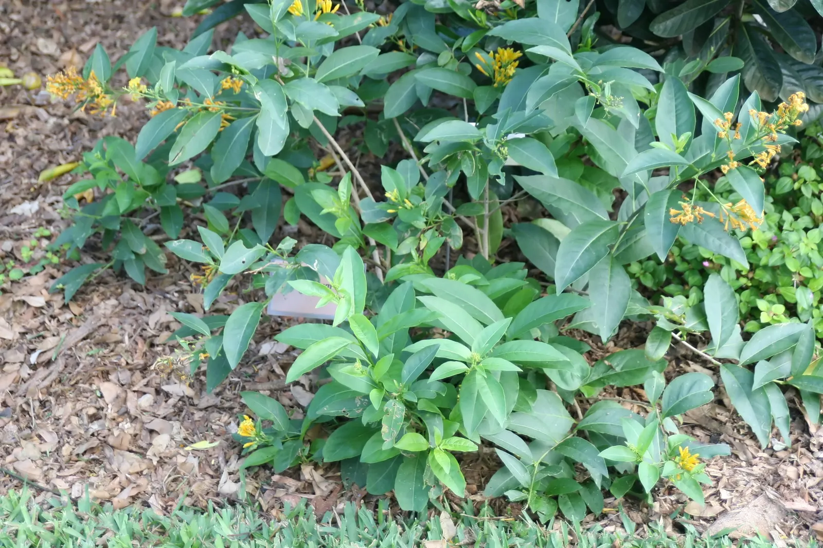 Night Blooming Jessamine (Cestrum Nocturnum) — The foliage provides a lush backdrop for the tiny tubular flowers; blooms release a potent fragrance at night