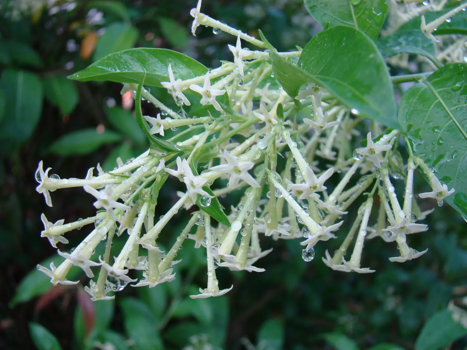 Night Blooming Jessamine (Cestrum Nocturnum) — The Night Blooming Jessamine is relatively low-maintenance but is considered toxic if ingested; this, image 72