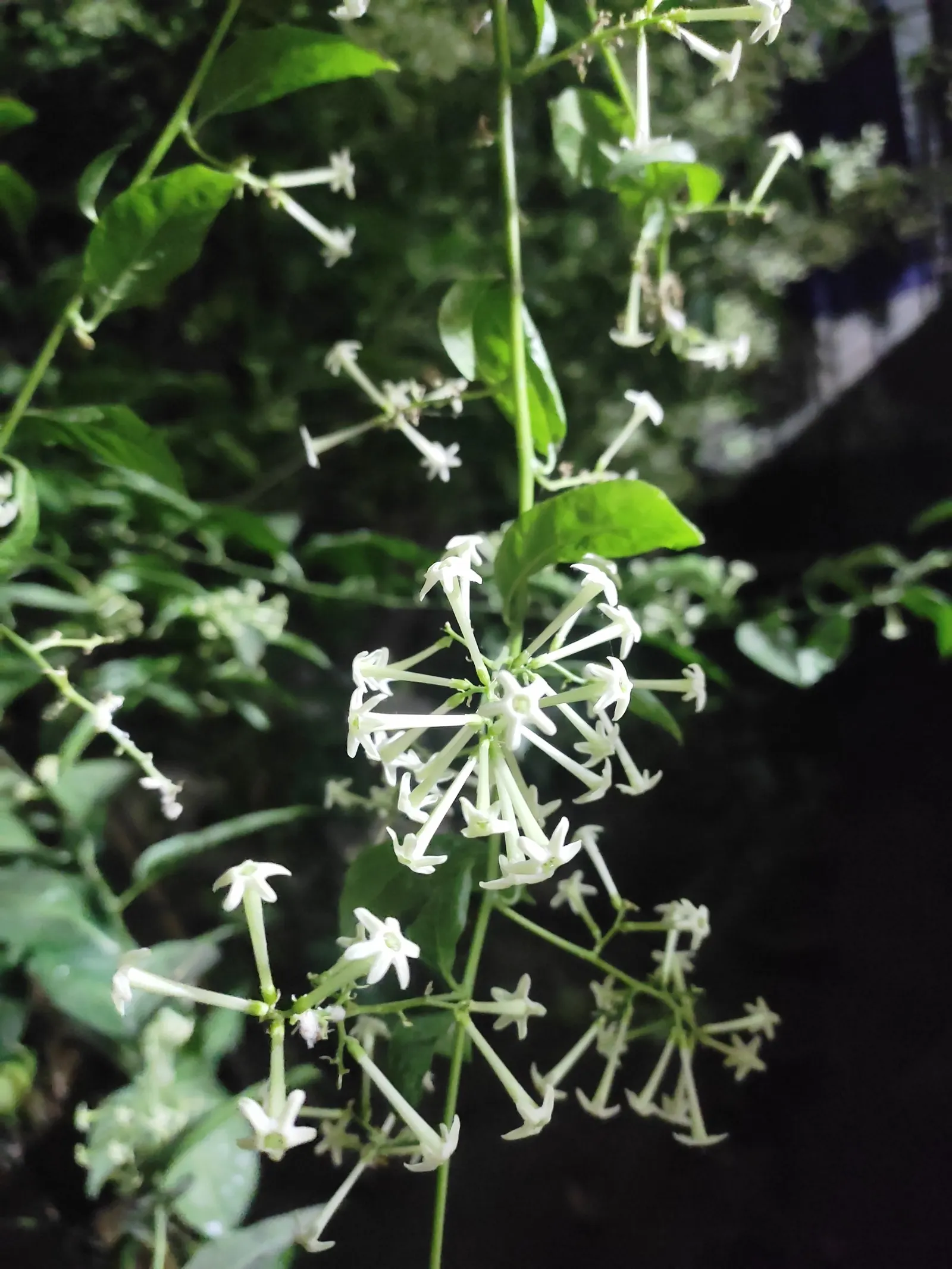 Night Blooming Jessamine (Cestrum Nocturnum) — in height, with simple leaves and tubular, green-white flowers; lanceolate leaves measuring 4 to 8, image 54