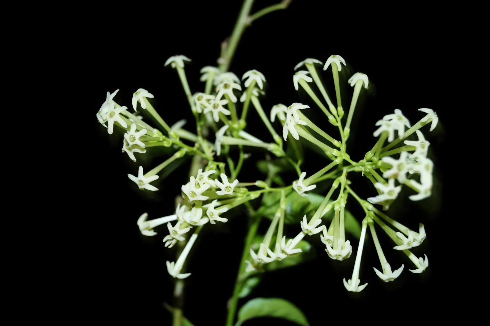 Night Blooming Jessamine (Cestrum Nocturnum) — these blooms emit an intoxicating; white and yellow flowers in the garden