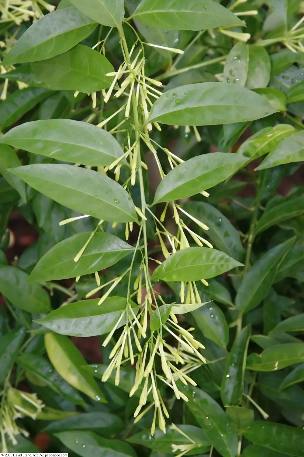 Night Blooming Jessamine (Cestrum Nocturnum) — lanceolate leaves measuring 4 to 8 inches long; when included in a landscape design, image 63