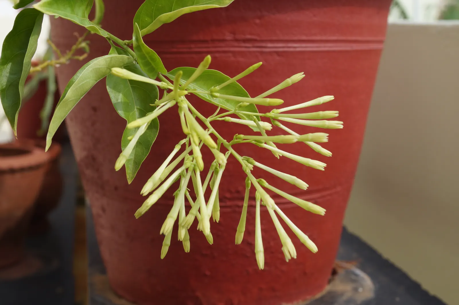 Night Blooming Jessamine (Cestrum Nocturnum) — offering a substantial presence in the landscape.<br><br>Its slender branches are adorned with simple