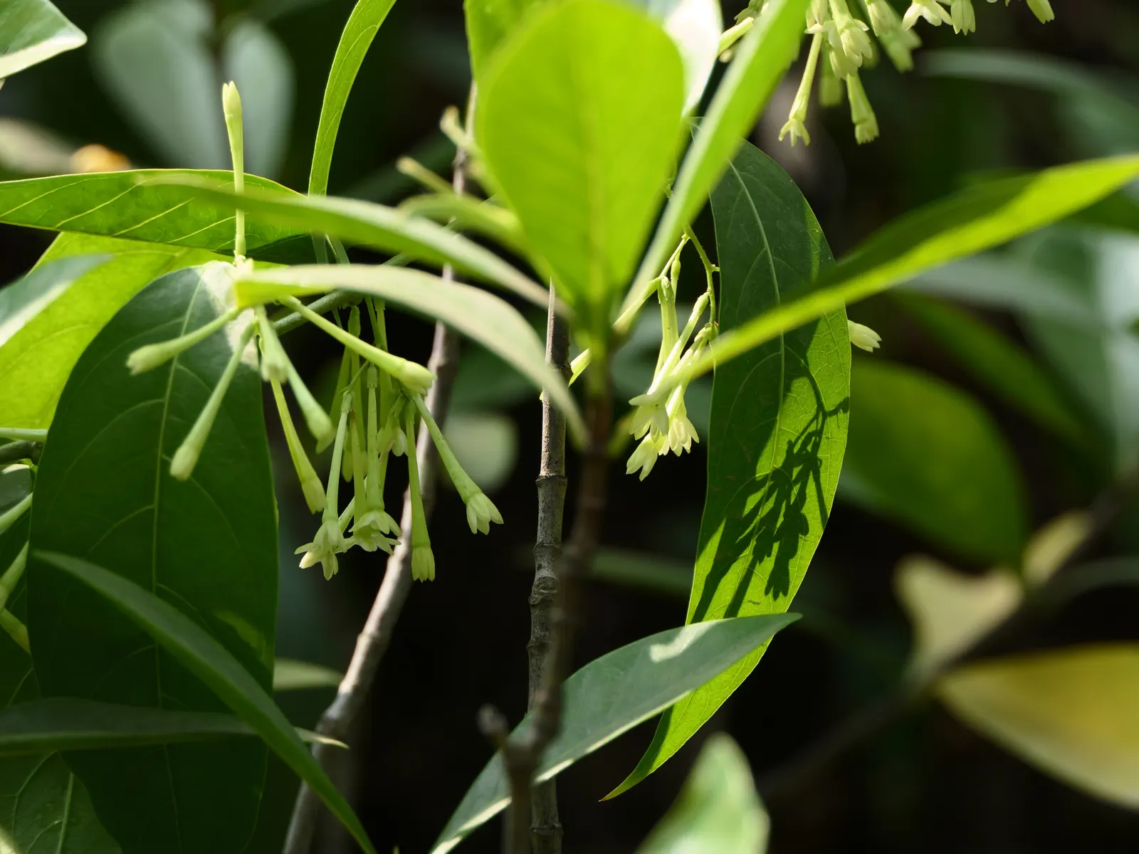 Night Blooming Jessamine (Cestrum Nocturnum) — this plant can reach a mature height of 6 to 13 feet with an equal spread; sheltered location with, image 87