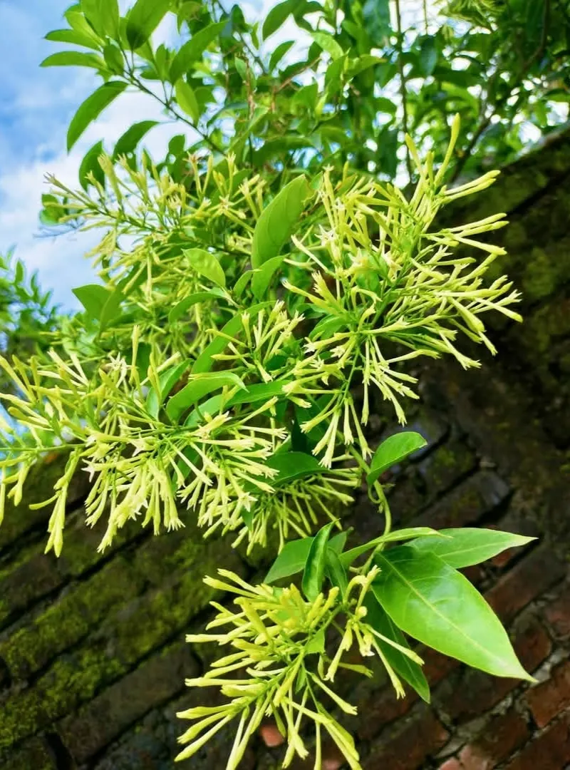 Night Blooming Jessamine (Cestrum Nocturnum) — When included in a landscape design; so placement should be mindful of pets and children, image 100