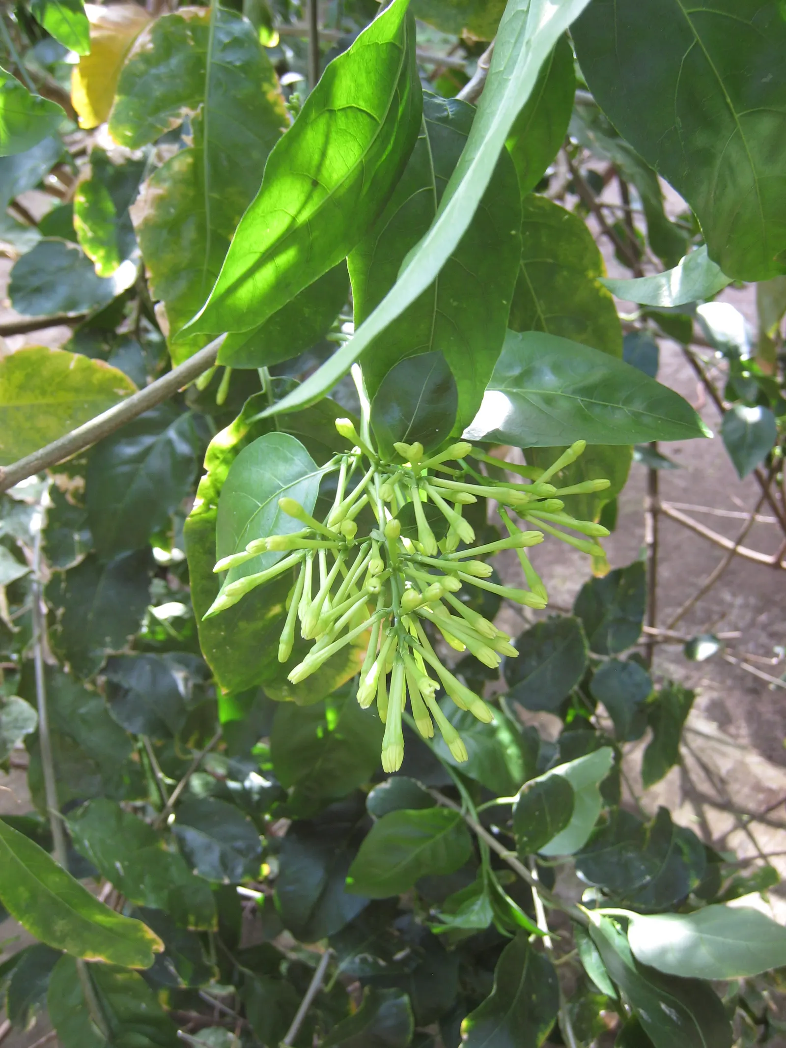 Night Blooming Jessamine (Cestrum Nocturnum) — consistent moisture is crucial