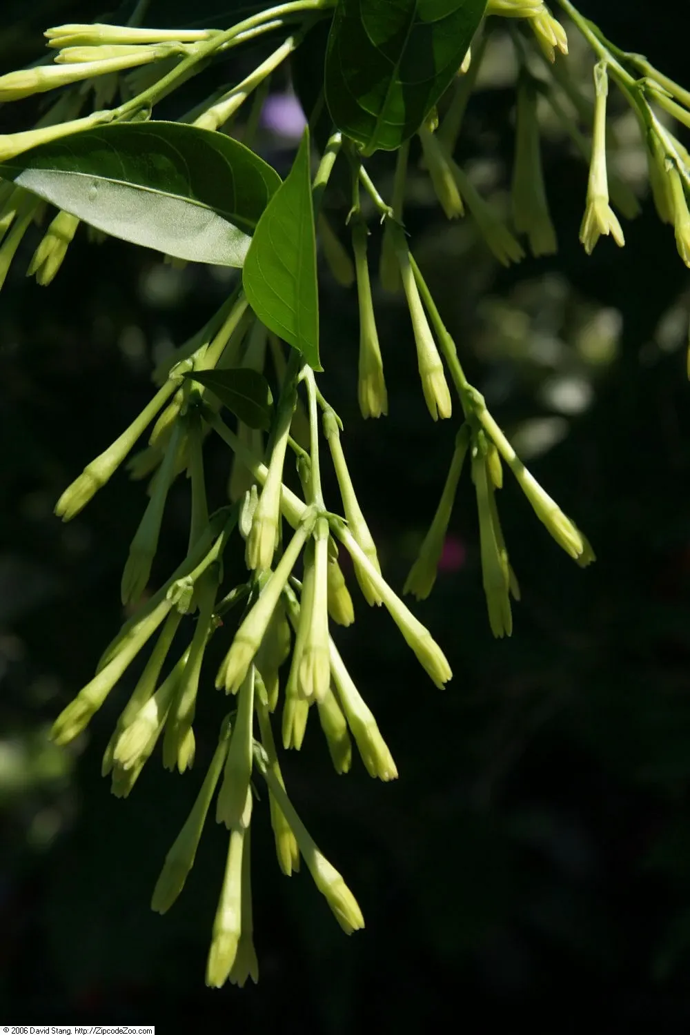 Night Blooming Jessamine (Cestrum Nocturnum) — so placement should be mindful of pets and children