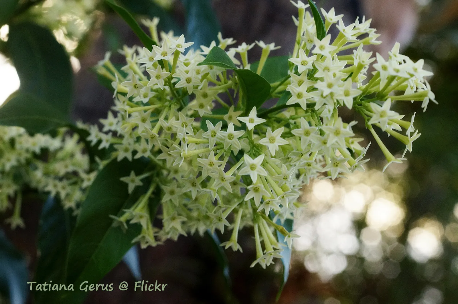Night Blooming Jessamine (Cestrum Nocturnum) — these blooms emit an intoxicating; white and yellow flowers in the garden, image 93