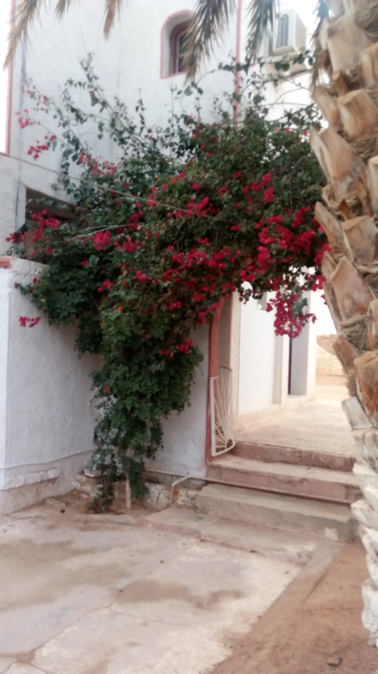 Night Blooming Jessamine (Cestrum Nocturnum) — especially in the growing season; but be cautious of overwatering to avoid root rot