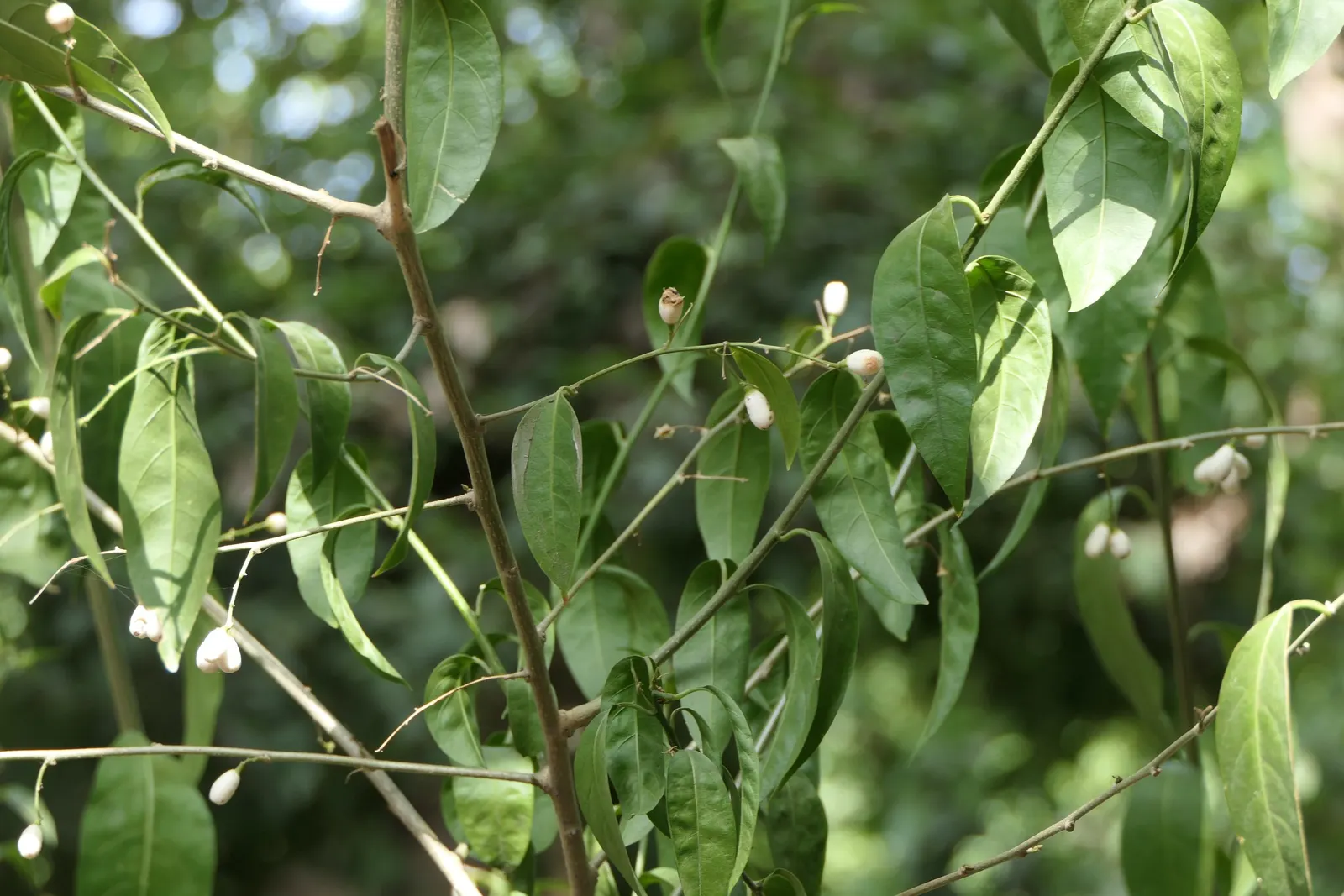 Night Blooming Jessamine (Cestrum Nocturnum) — The foliage provides a lush backdrop for the tiny tubular flowers; blooms release a potent fragrance, image 64