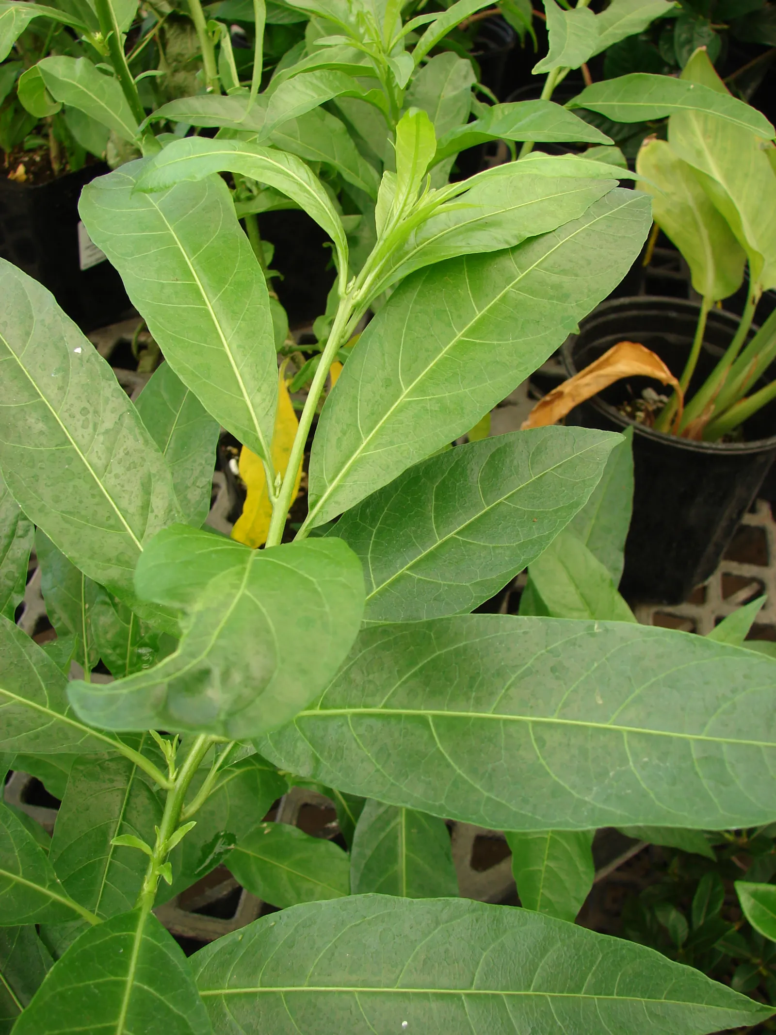 Night Blooming Jessamine (Cestrum Nocturnum) — lanceolate leaves measuring 4 to 8 inches long; when included in a landscape design