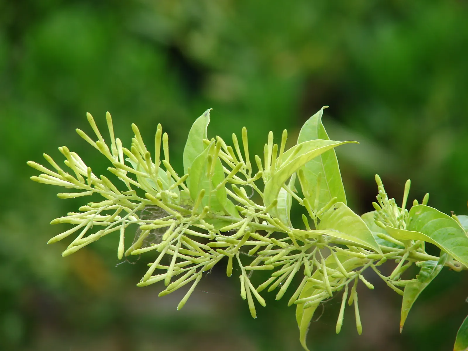 Night Blooming Jessamine (Cestrum Nocturnum) — lanceolate leaves measuring 4 to 8 inches long