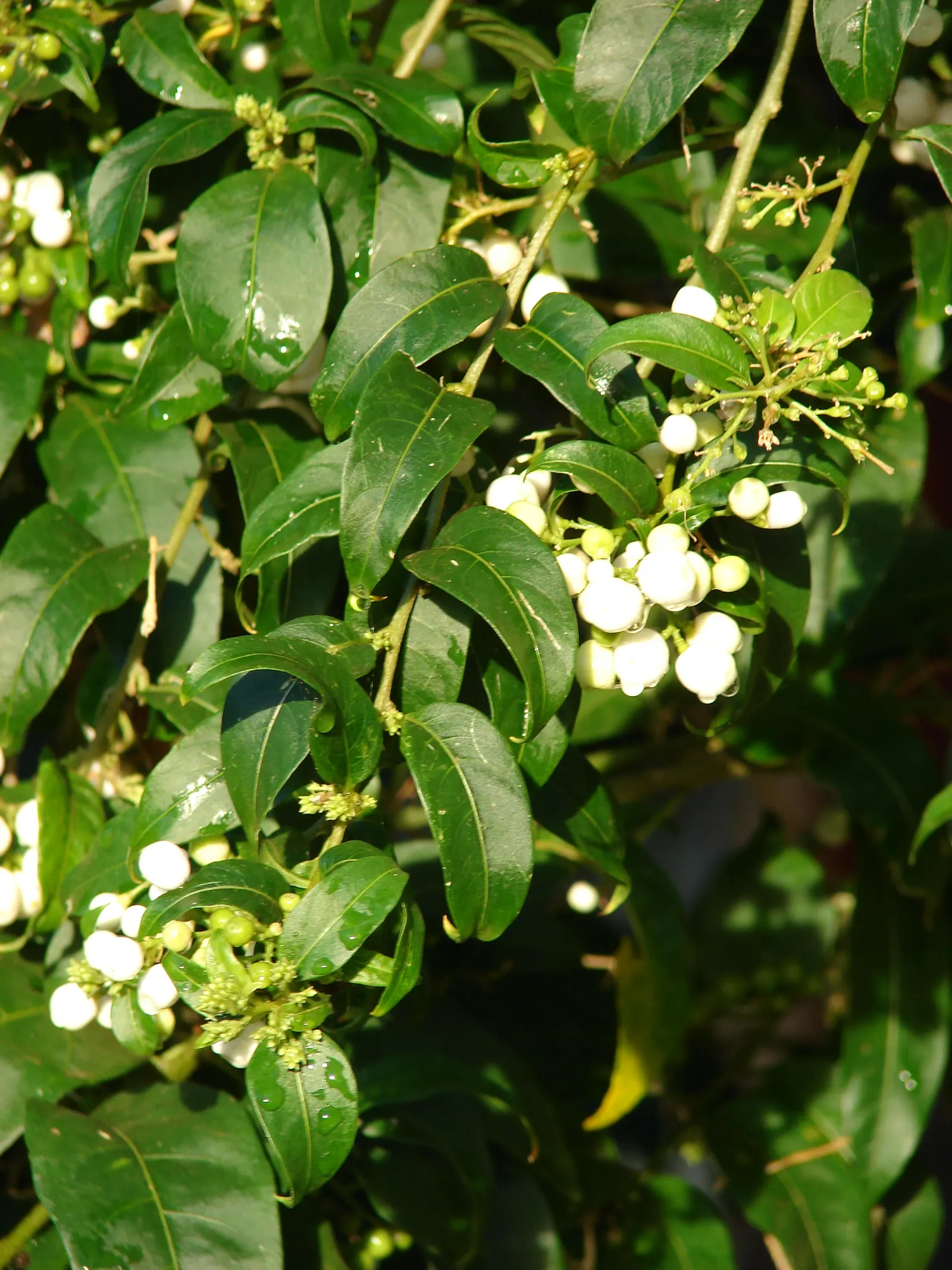 Night Blooming Jessamine (Cestrum Nocturnum) — this nocturnal treasure provides an ambient and aromatic experience unheard during the daytime hours