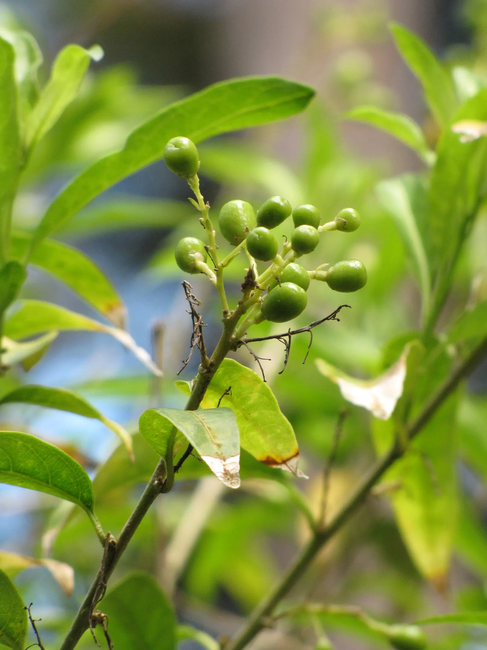 Night Blooming Jessamine (Cestrum Nocturnum) — sheltered location with well-draining soil; night Blooming Jessamine (Cestrum nocturnum) is an, image 60