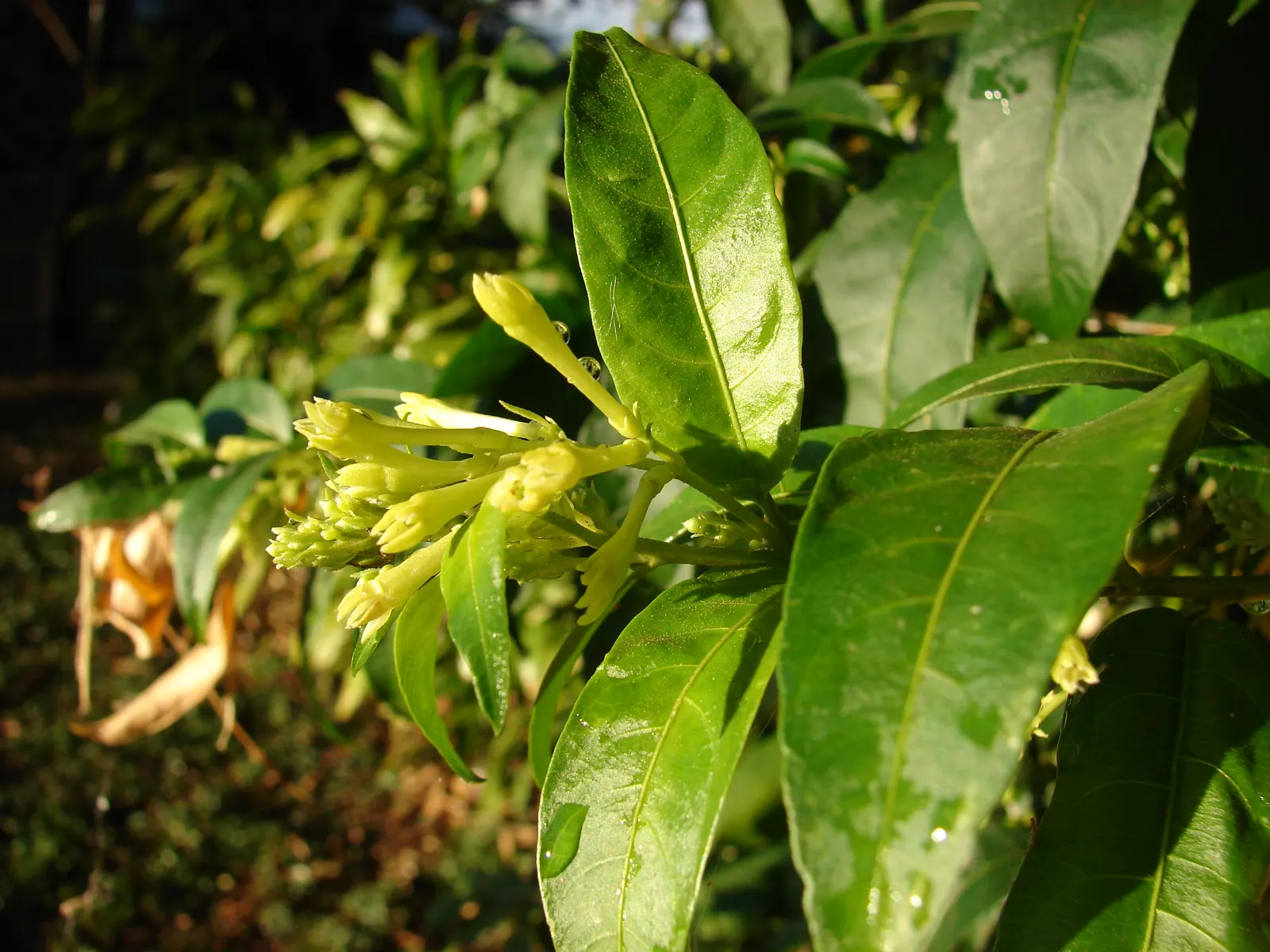 Night Blooming Jessamine (Cestrum Nocturnum) — this plant can reach a mature height of 6 to 13 feet with an equal spread; sheltered location with, image 61