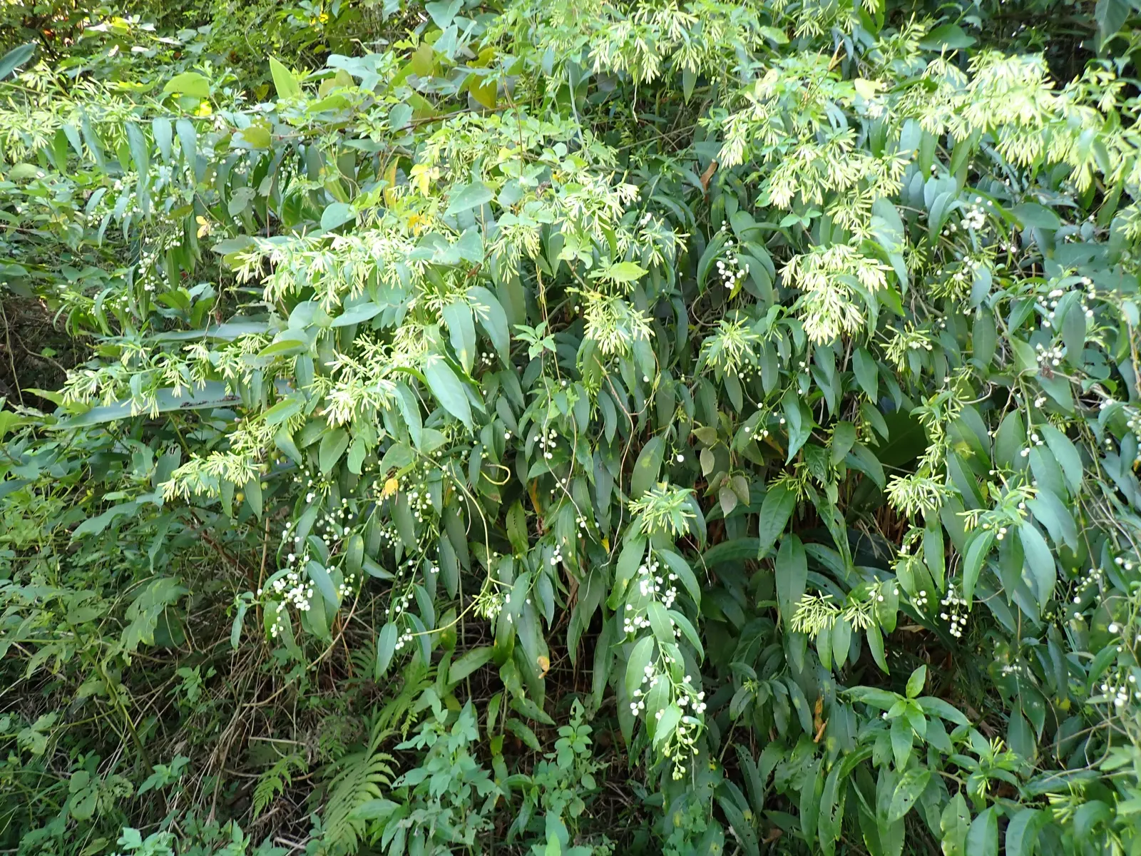 Night Blooming Jessamine (Cestrum Nocturnum) — When included in a landscape design; so placement should be mindful of pets and children, image 74