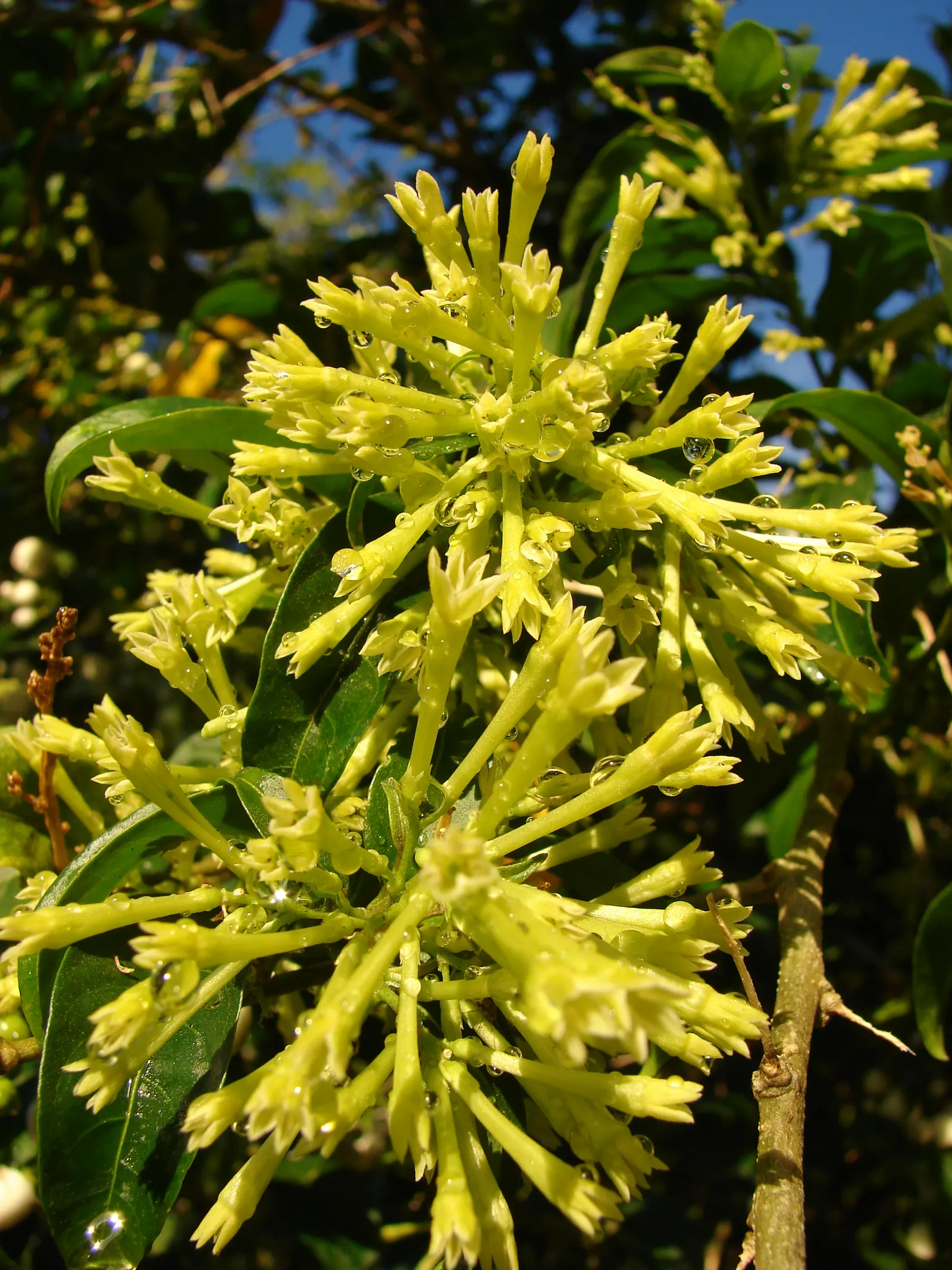 Night Blooming Jessamine (Cestrum Nocturnum) — offering a substantial presence in the landscape.<br><br>Its slender branches are adorned with, image 62