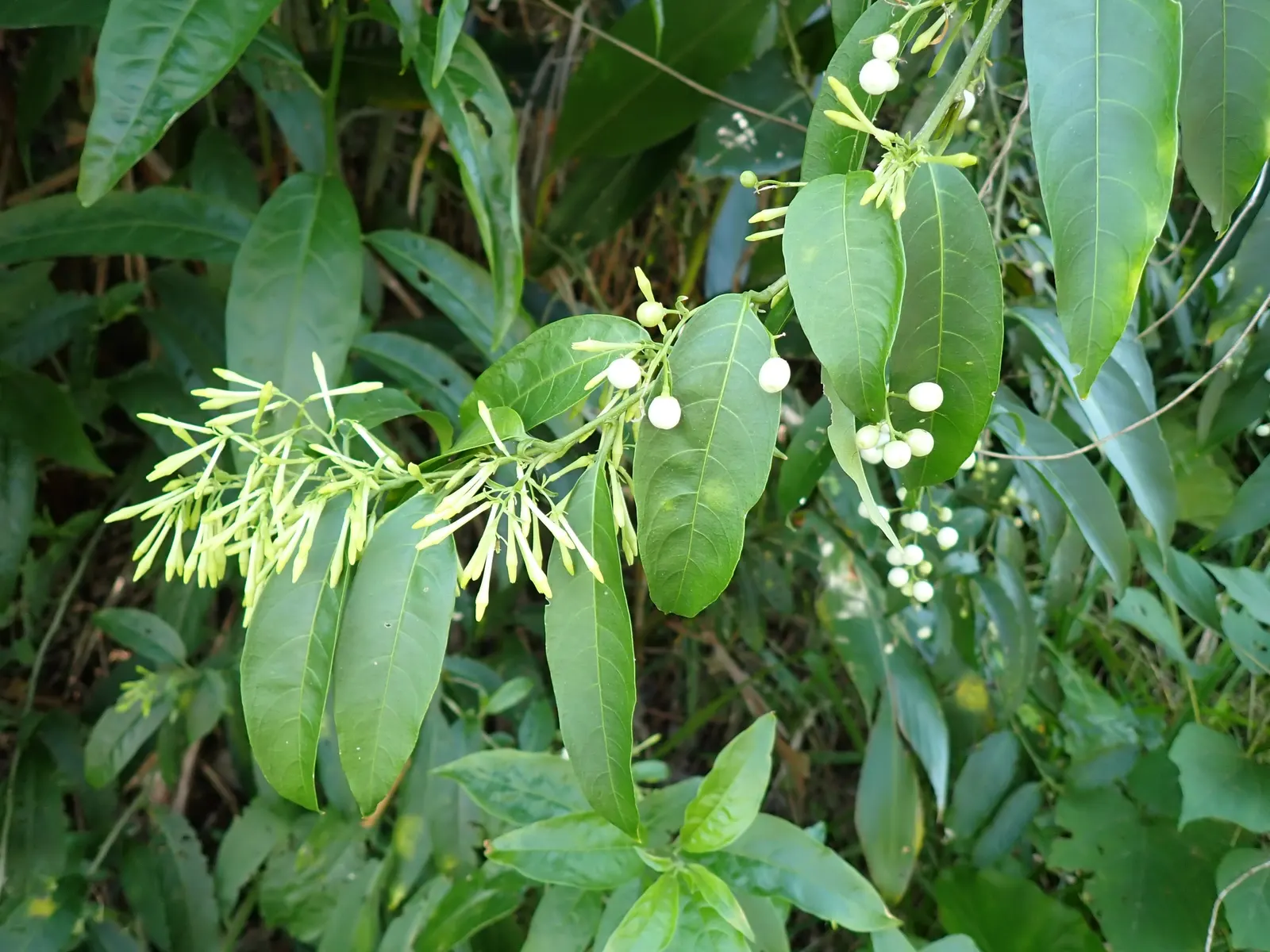 Night Blooming Jessamine (Cestrum Nocturnum) — This species thrives in USDA hardiness zones 8 through 11 and prefers a warm; the Night Blooming, image 85