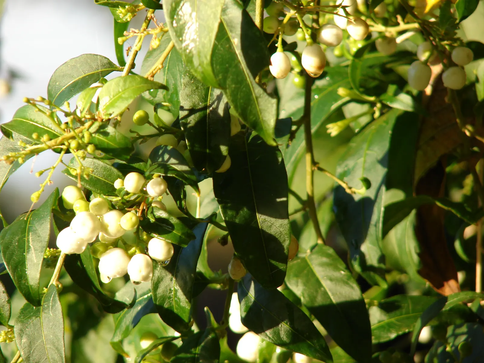Night Blooming Jessamine (Cestrum Nocturnum) — Blooms release a potent fragrance at night, attracting pollinators; especially in the growing season, image 55