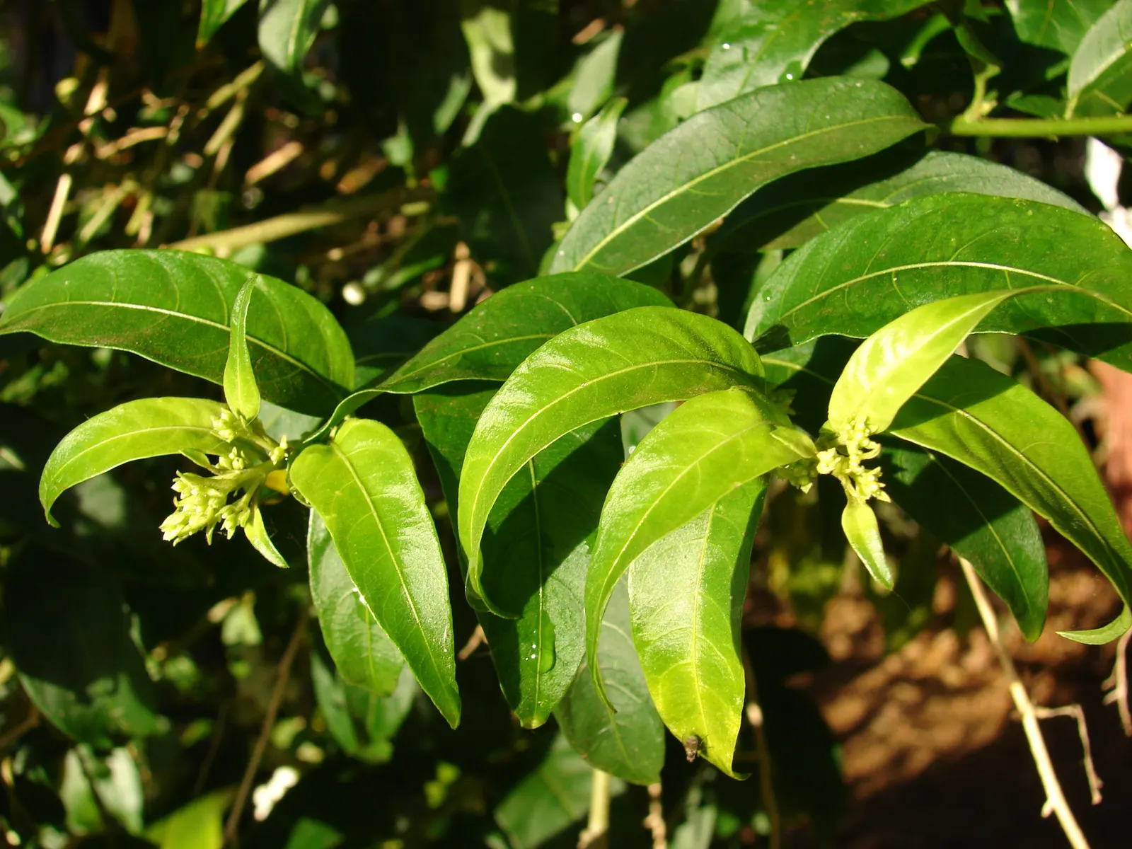 Night Blooming Jessamine (Cestrum Nocturnum) — Thrives in well-drained soil with partial to full sun exposure; shrub with white and yellow blooms