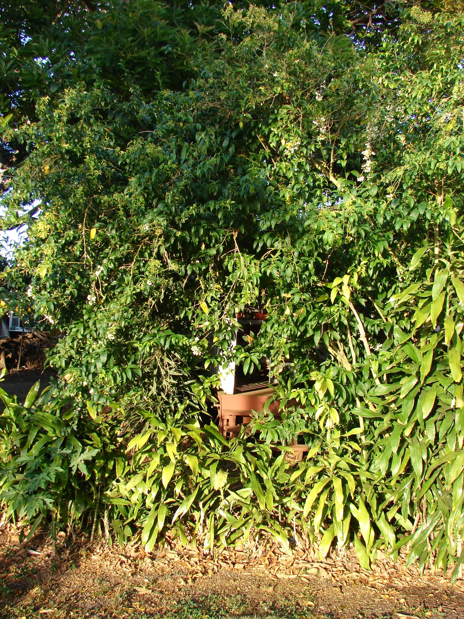 Night Blooming Jessamine (Cestrum Nocturnum) — consistent moisture is crucial; the foliage provides a lush backdrop for the tiny tubular flowers, image 69