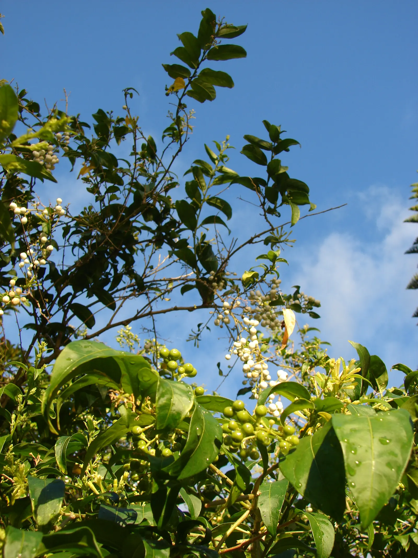 Night Blooming Jessamine (Cestrum Nocturnum) — in height, with simple leaves and tubular, green-white flowers