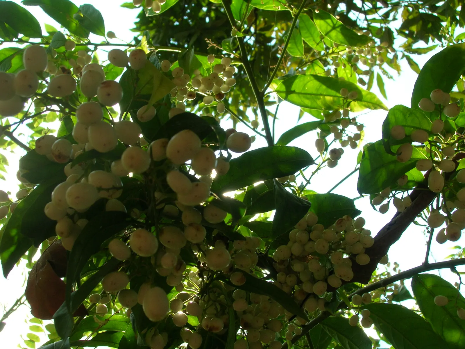 Night Blooming Jessamine (Cestrum Nocturnum) — which are cream or pale yellow and measure up to an inch in length