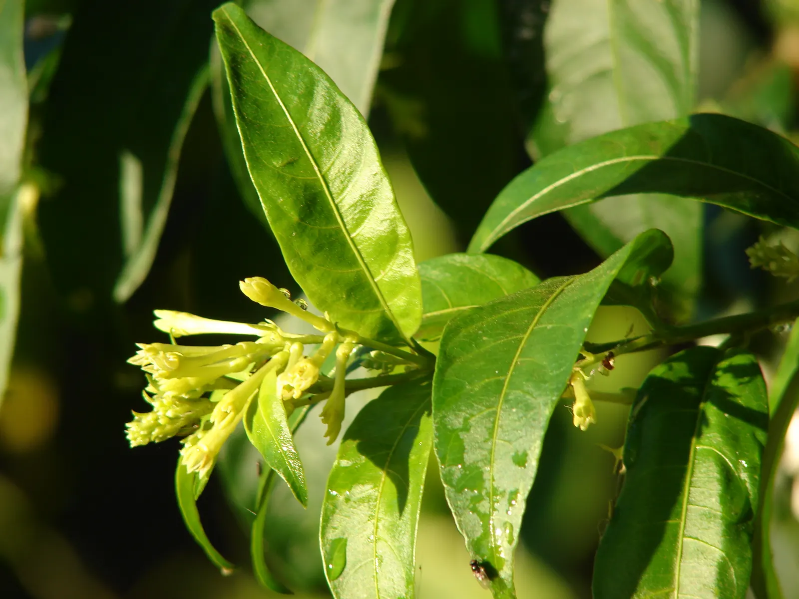 Night Blooming Jessamine (Cestrum Nocturnum) — The Night Blooming Jessamine is relatively low-maintenance but is considered toxic if ingested; this, image 98