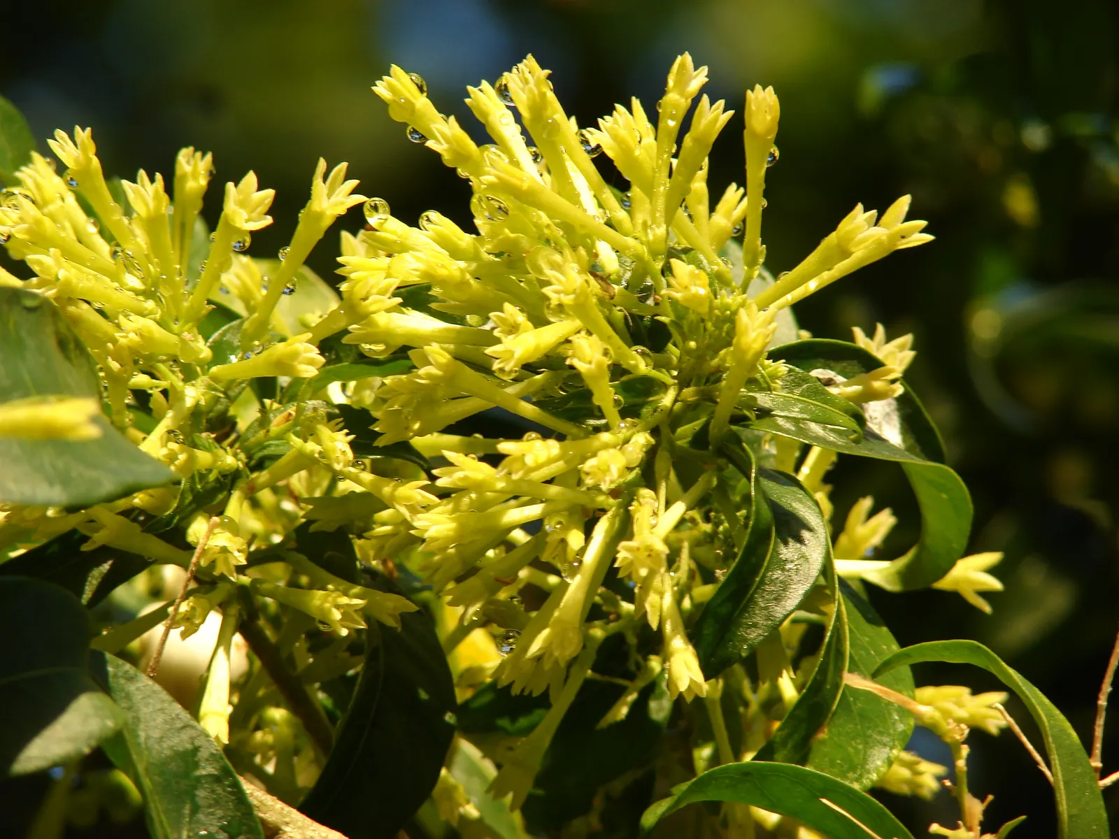 Night Blooming Jessamine (Cestrum Nocturnum) — but be cautious of overwatering to avoid root rot; shrub for full or half