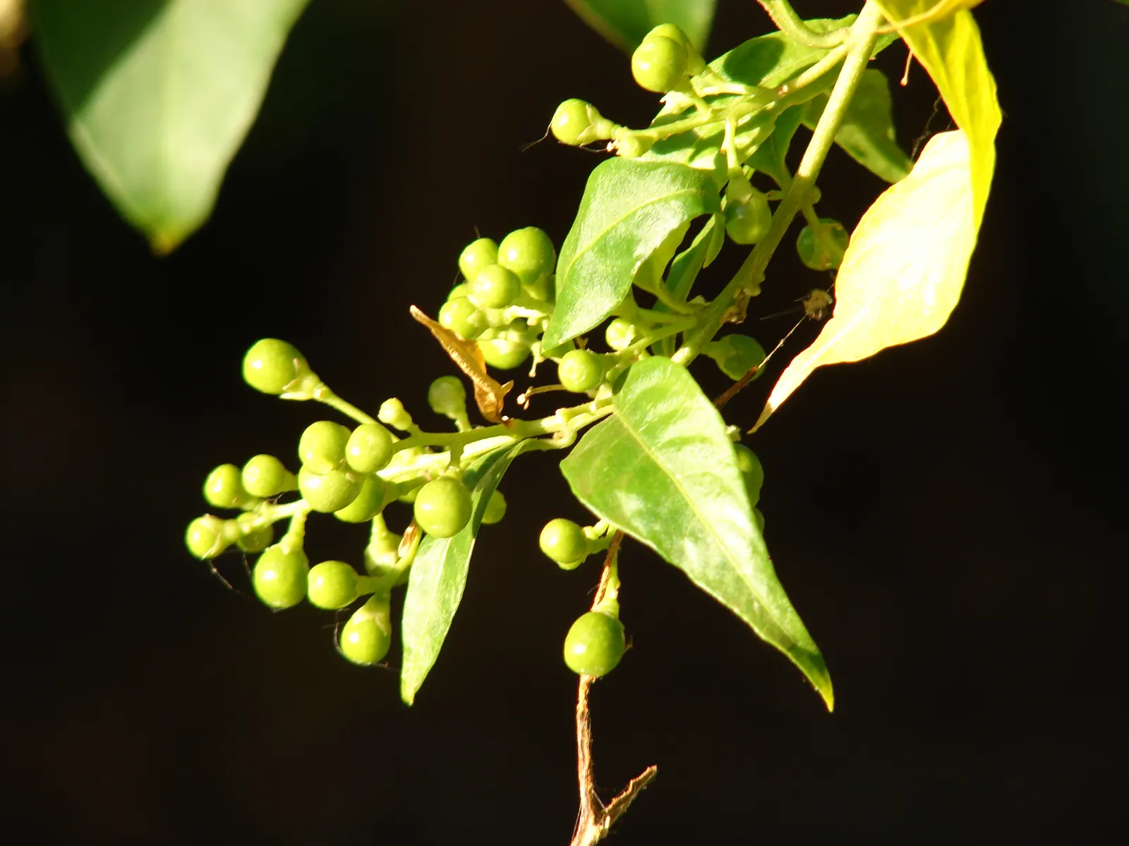 Night Blooming Jessamine (Cestrum Nocturnum) — offering a substantial presence in the landscape.<br><br>Its slender branches are adorned with simple; these