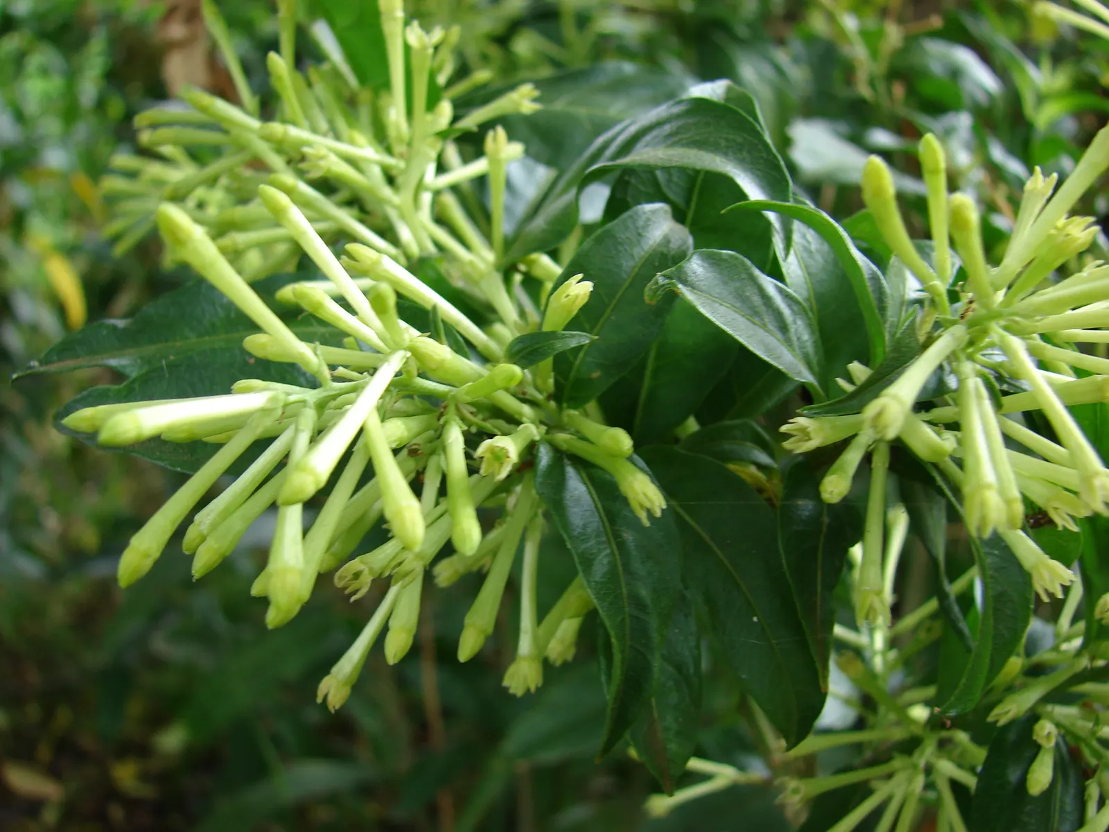 Night Blooming Jessamine (Cestrum Nocturnum) — this plant can reach a mature height of 6 to 13 feet with an equal spread; sheltered location with well-draining