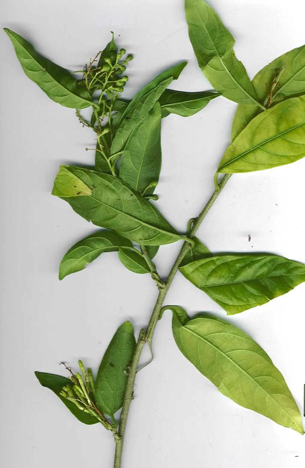 Night Blooming Jessamine (Cestrum Nocturnum) — consistent moisture is crucial; the foliage provides a lush backdrop for the tiny tubular flowers, image 95