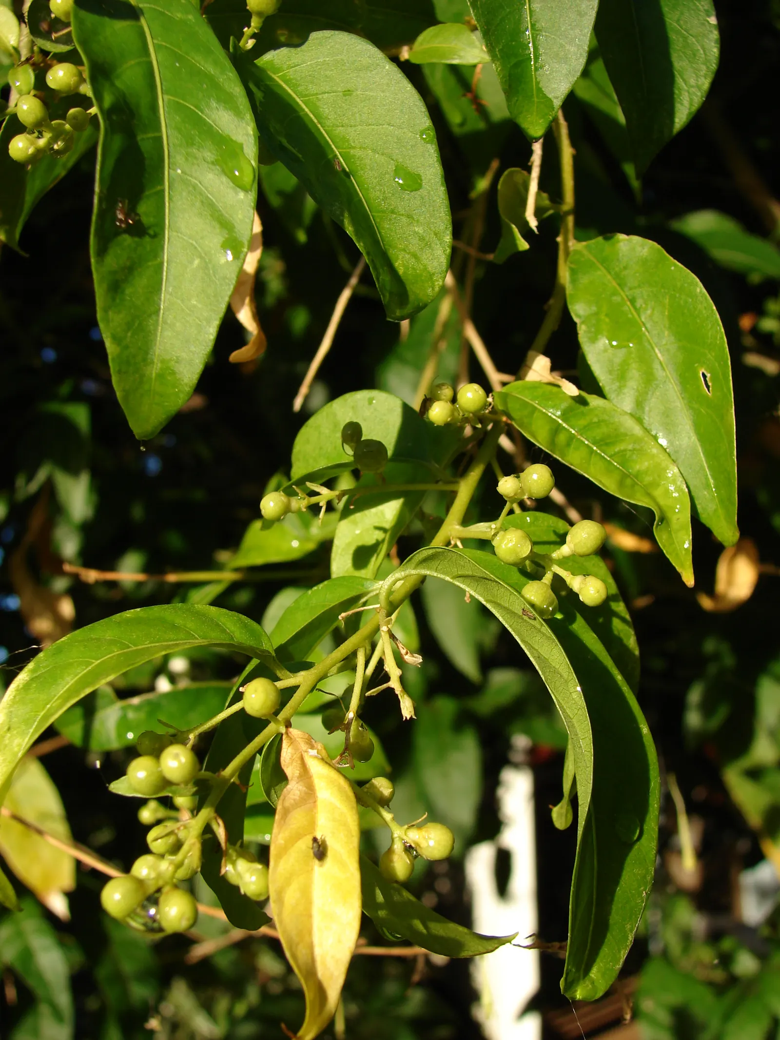 Night Blooming Jessamine (Cestrum Nocturnum) — which are cream or pale yellow and measure up to an inch in length; offering a substantial presence, image 91