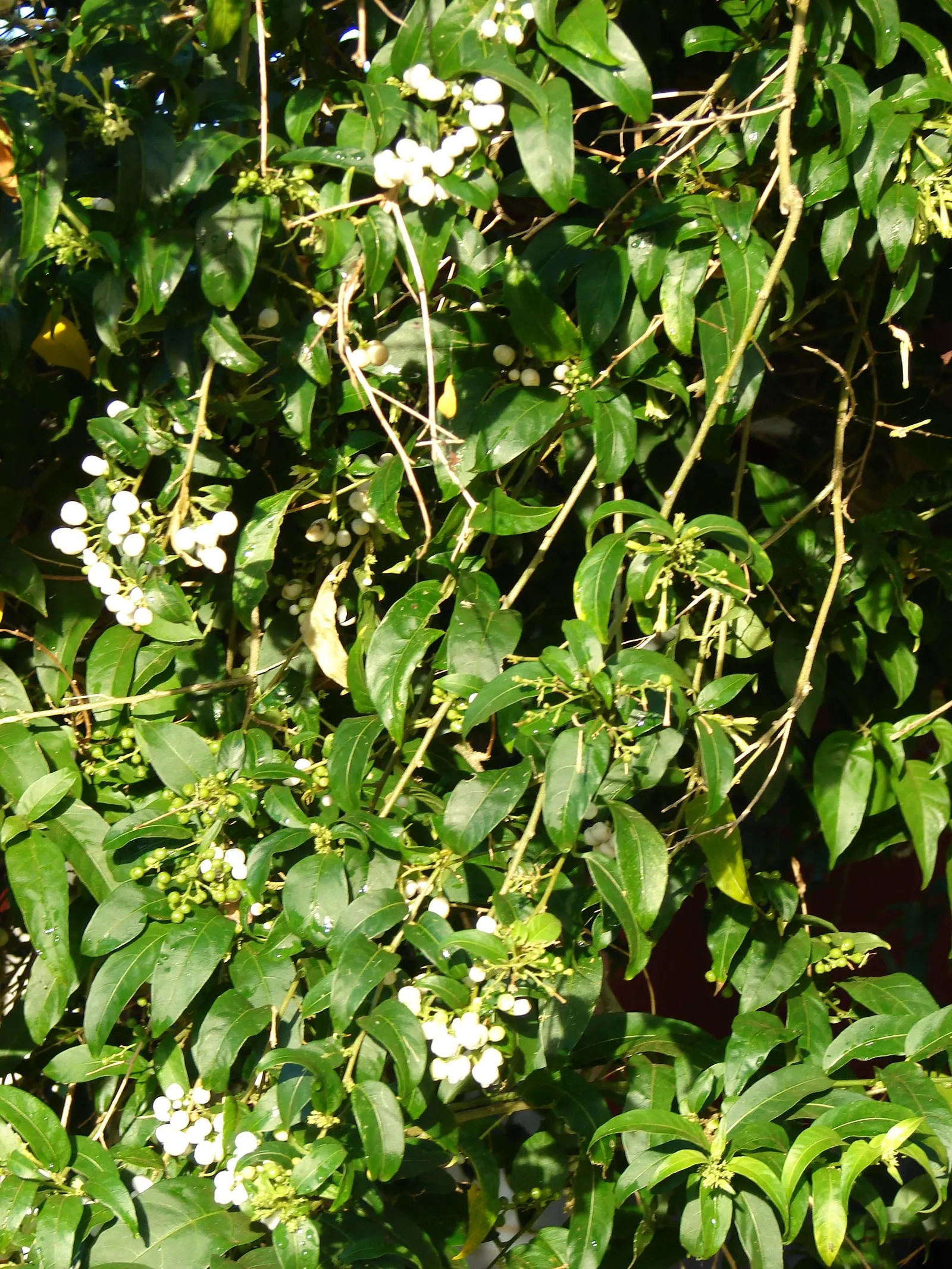 Night Blooming Jessamine (Cestrum Nocturnum) — white and yellow flowers in the garden; this plant can reach a mature height of 6 to 13 feet with an equal spread
