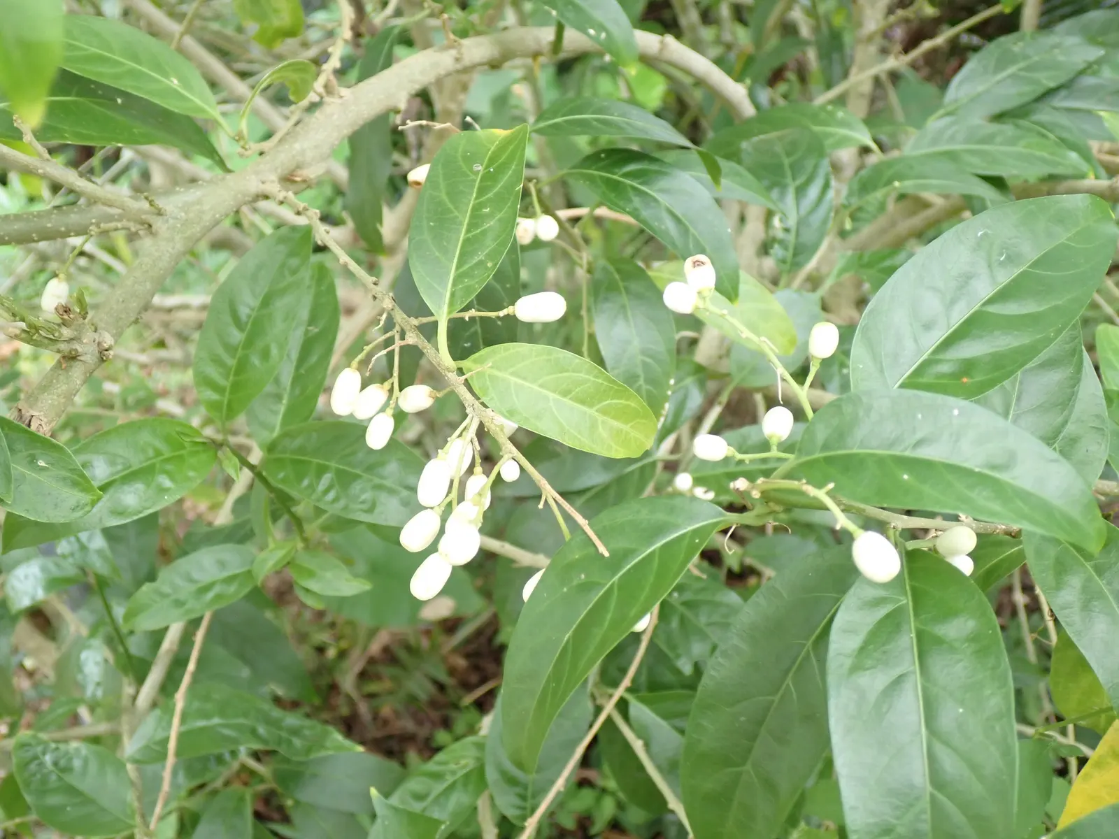 Night Blooming Jessamine (Cestrum Nocturnum) — The foliage provides a lush backdrop for the tiny tubular flowers; blooms release a potent fragrance, image 90