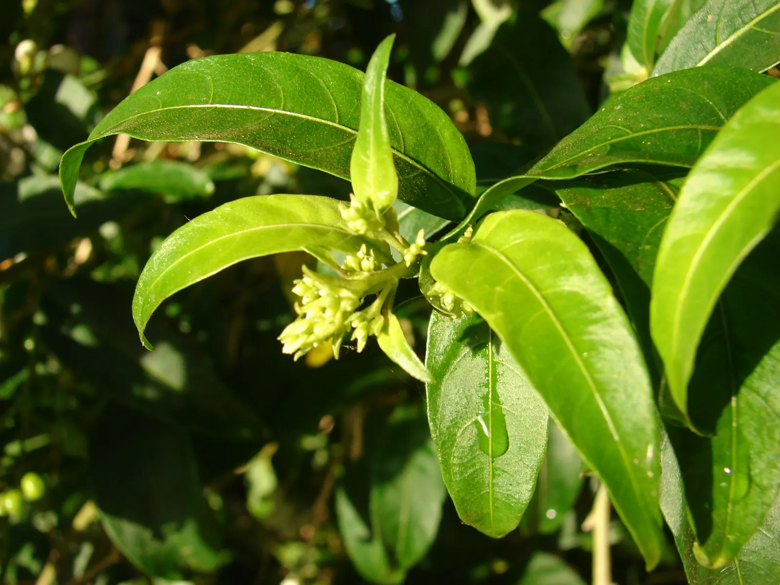 Night Blooming Jessamine (Cestrum Nocturnum) — Thrives in well-drained soil with partial to full sun exposure; shrub with white and yellow blooms, image 82