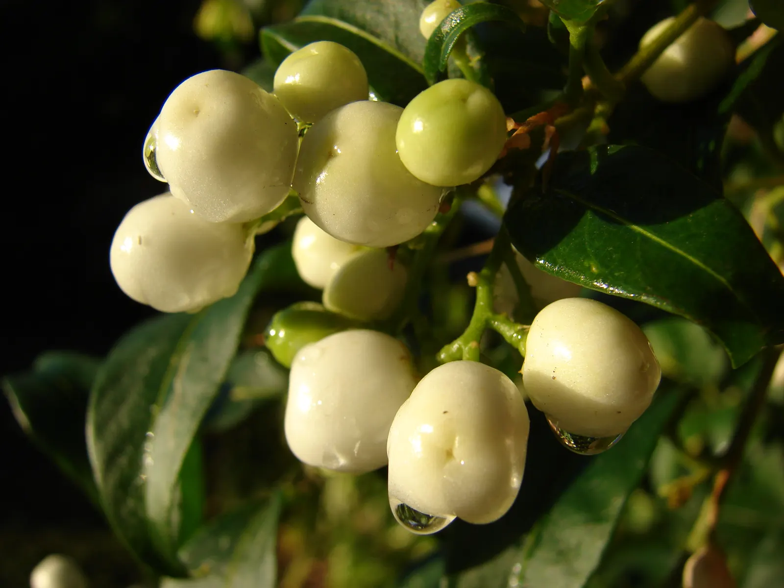 Night Blooming Jessamine (Cestrum Nocturnum) — Blooms release a potent fragrance at night, attracting pollinators; especially in the growing season, image 81