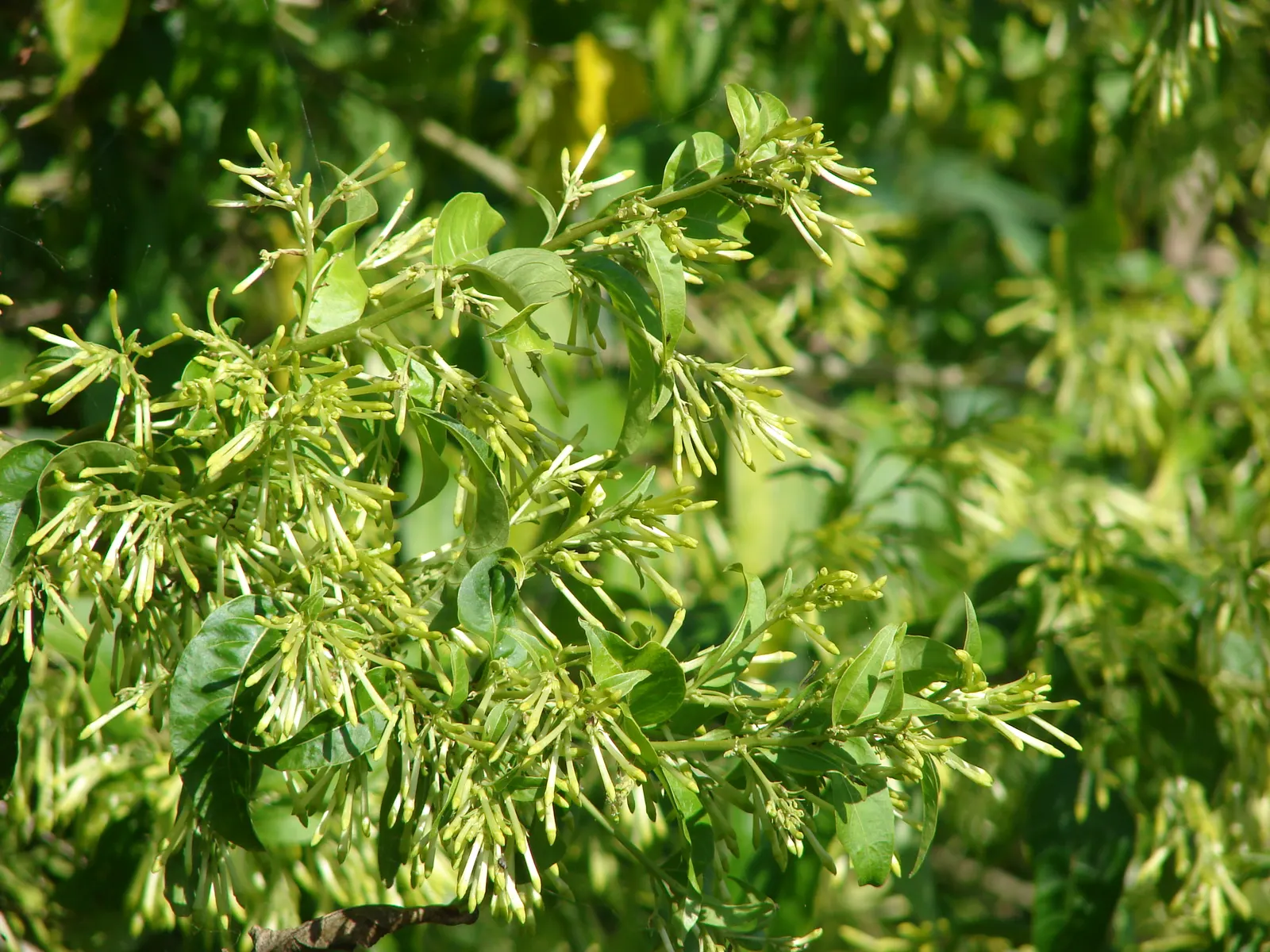Night Blooming Jessamine (Cestrum Nocturnum) — Night Blooming Jessamine (Cestrum nocturnum) is an aromatic shrub reaching 6-13 ft; thrives in well-drained soil
