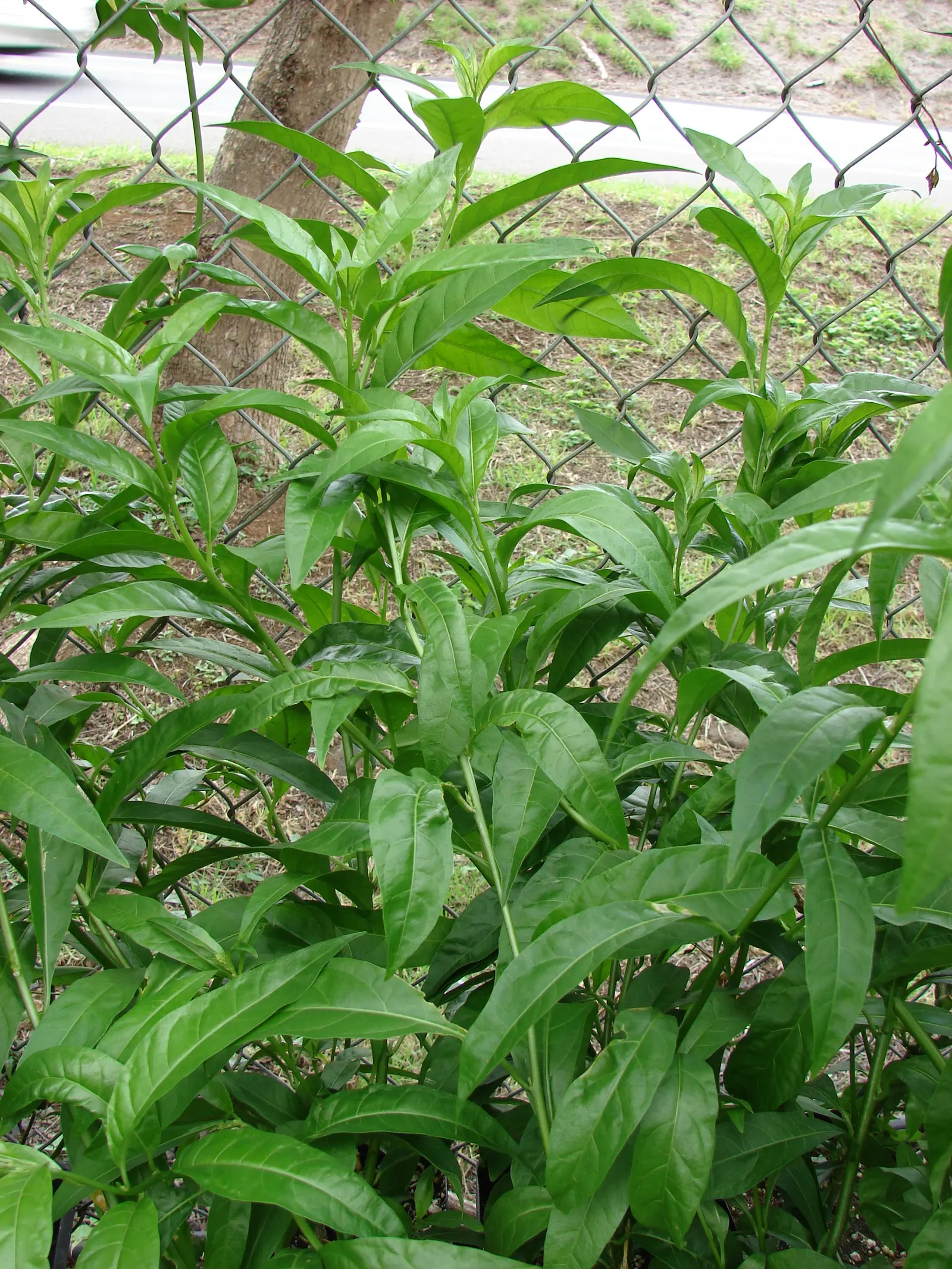 Night Blooming Jessamine (Cestrum Nocturnum) — offering a substantial presence in the landscape.<br><br>Its slender branches are adorned with, image 88
