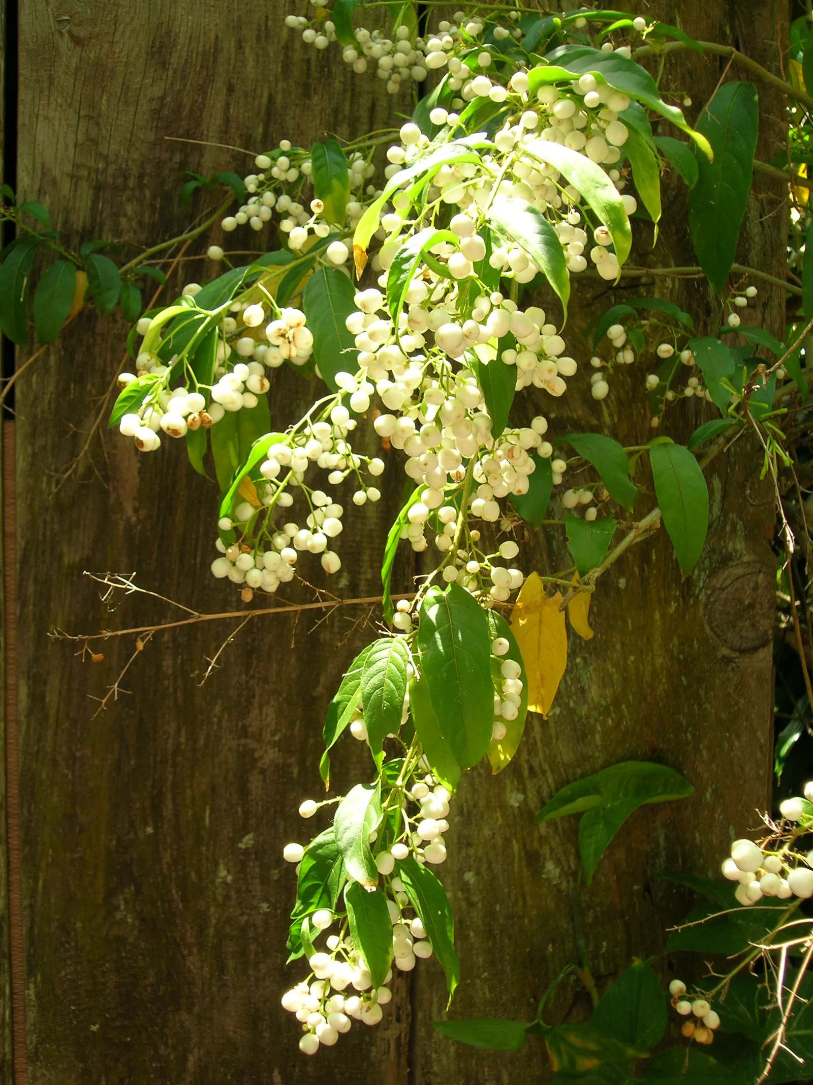 Night Blooming Jessamine (Cestrum Nocturnum) — The foliage provides a lush backdrop for the tiny tubular flowers