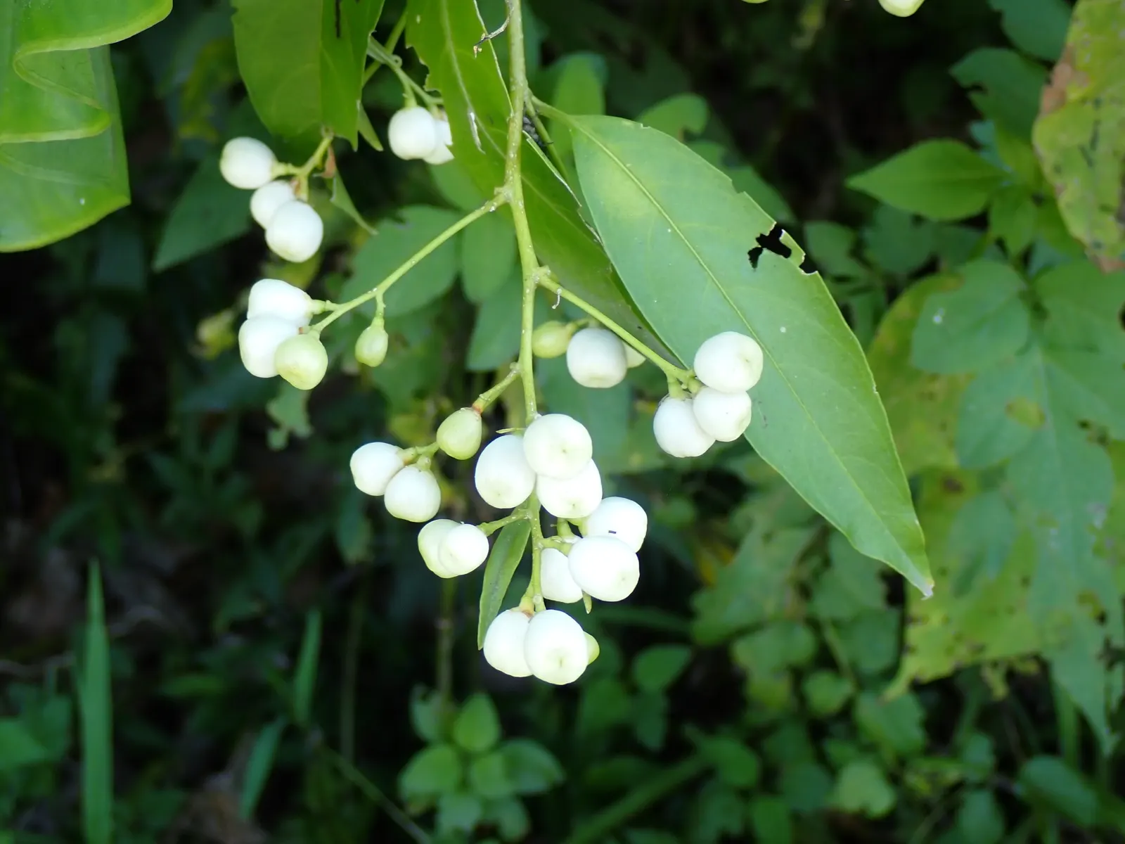 Night Blooming Jessamine (Cestrum Nocturnum) — shrub with white and yellow blooms; yearly pruning is recommended, image 77