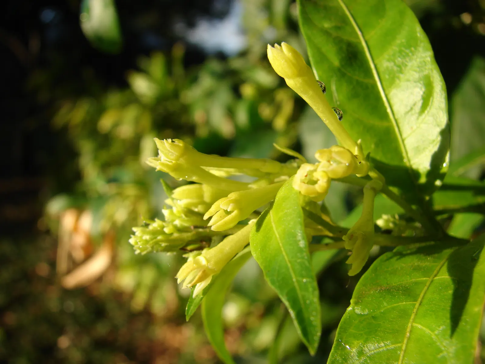 Night Blooming Jessamine (Cestrum Nocturnum) — but be cautious of overwatering to avoid root rot