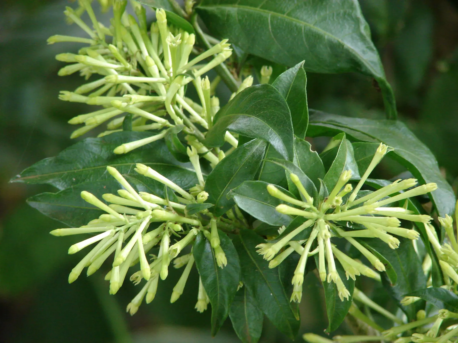 Night Blooming Jessamine (Cestrum Nocturnum) — sheltered location with well-draining soil