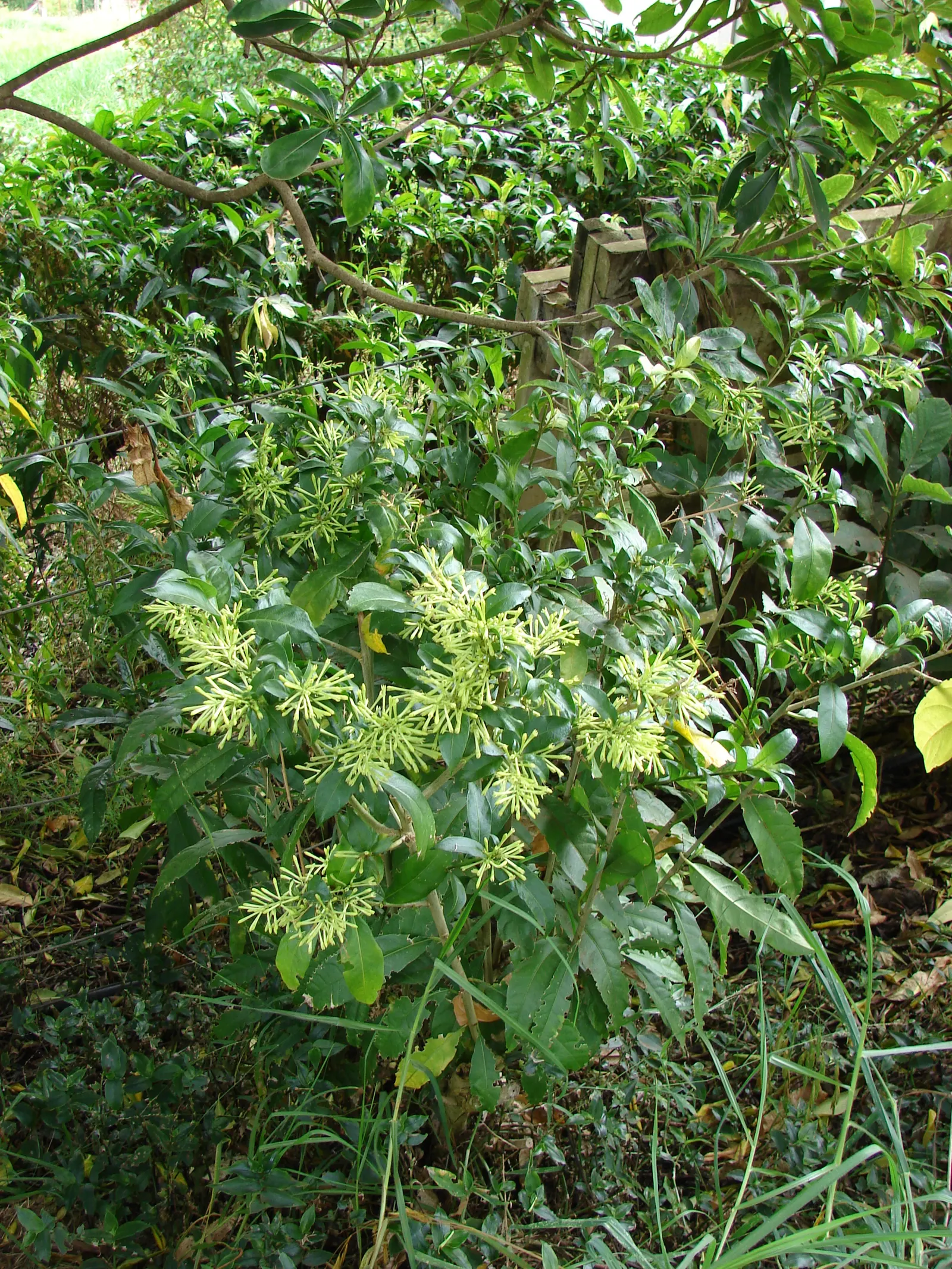 Night Blooming Jessamine (Cestrum Nocturnum) — especially in the growing season; but be cautious of overwatering to avoid root rot, image 96