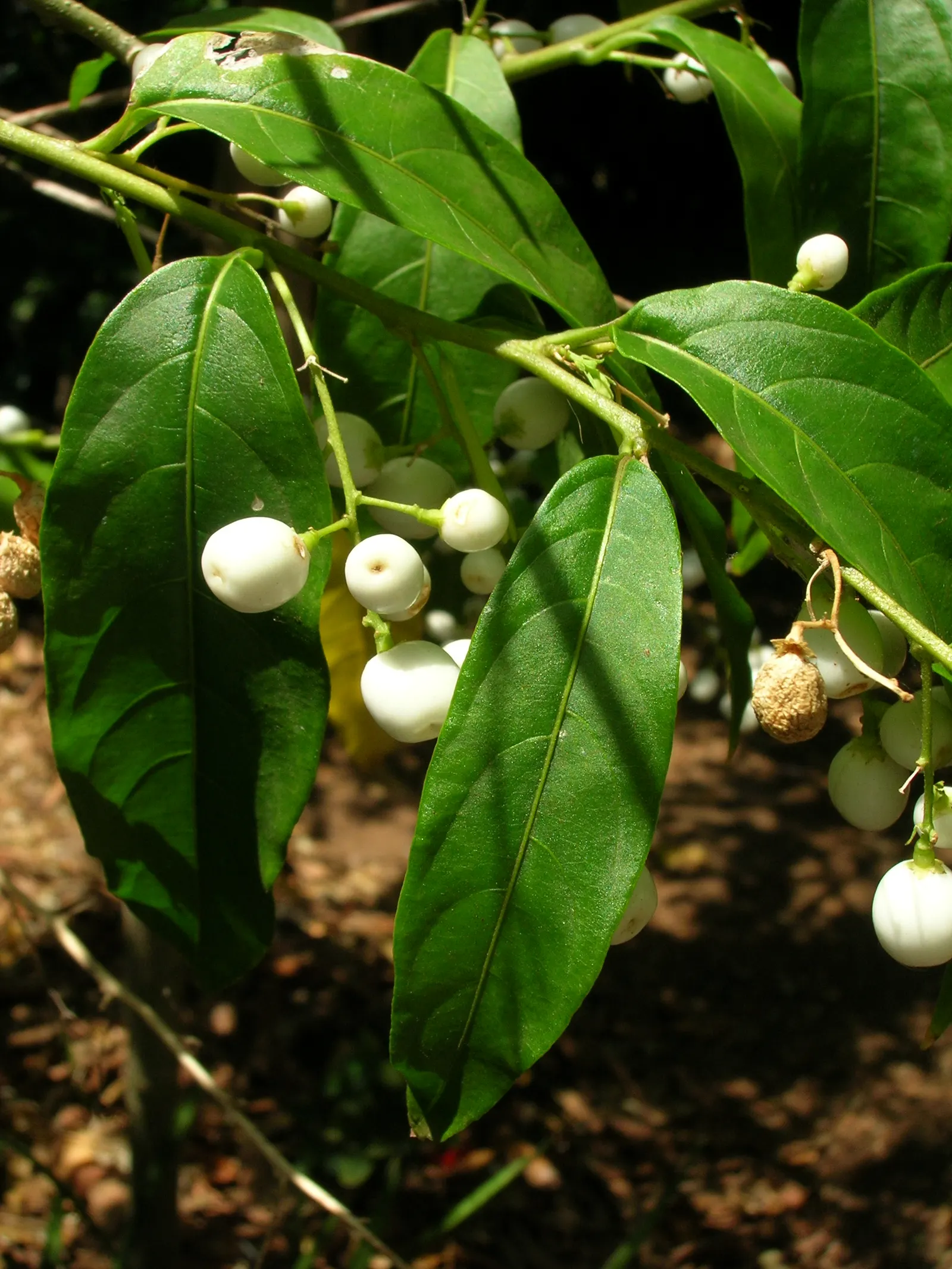Night Blooming Jessamine (Cestrum Nocturnum) — shrub for full or half