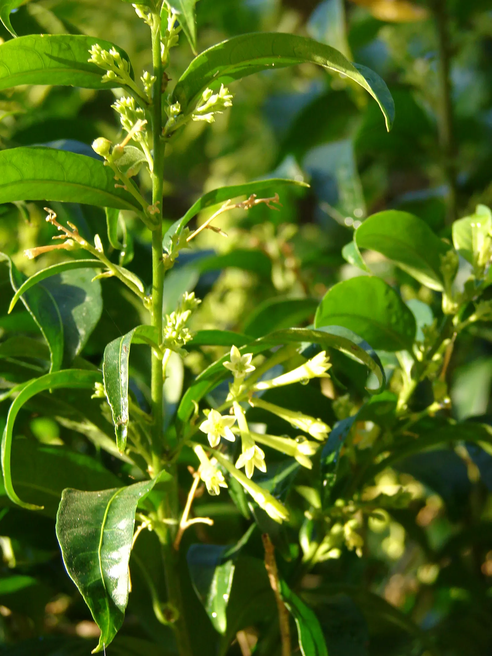 Night Blooming Jessamine (Cestrum Nocturnum) — Though inconspicuous during the day; consistent moisture is crucial, image 66