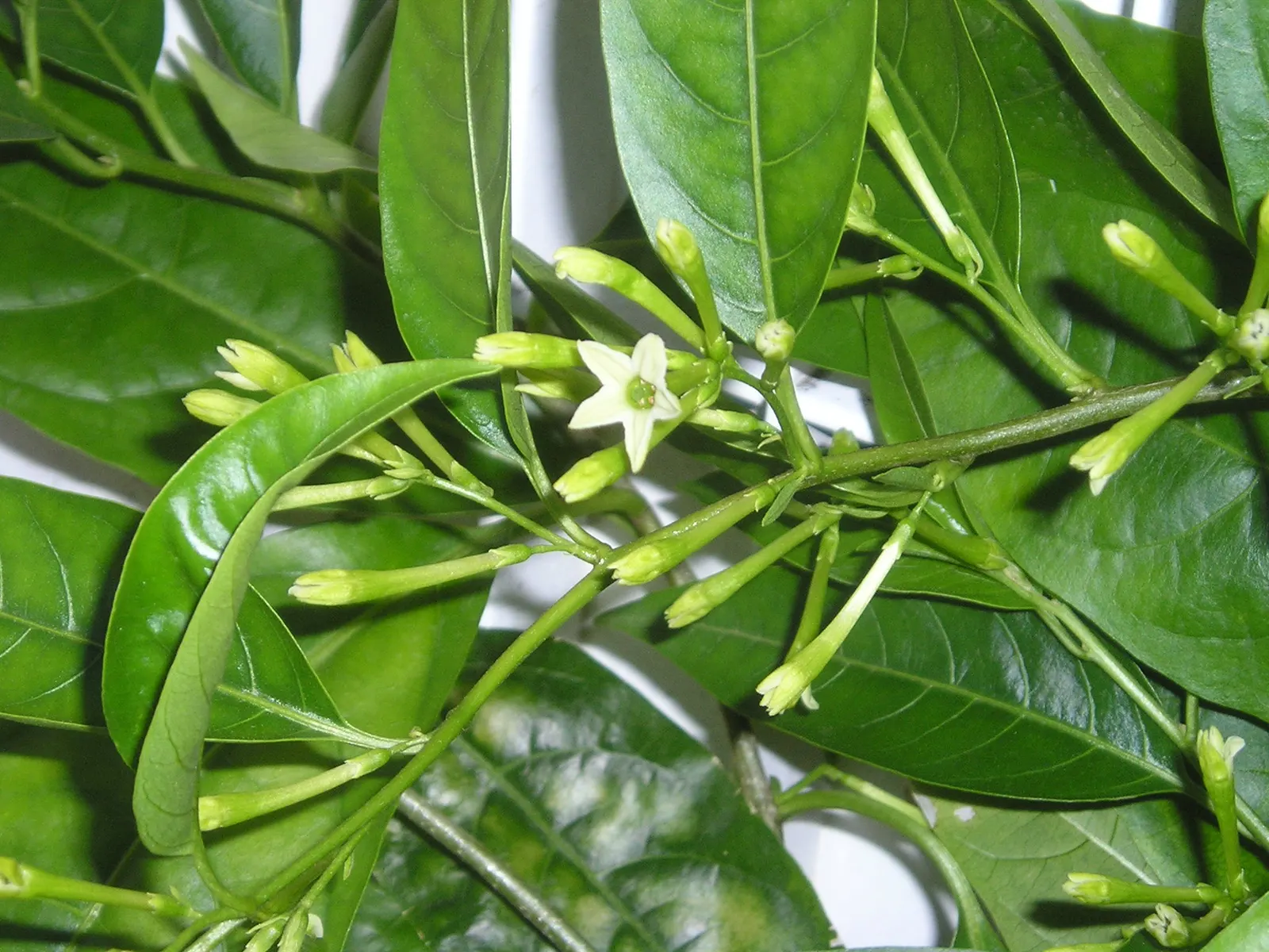 Night Blooming Jessamine (Cestrum Nocturnum) — but be cautious of overwatering to avoid root rot; shrub for full or half, image 97