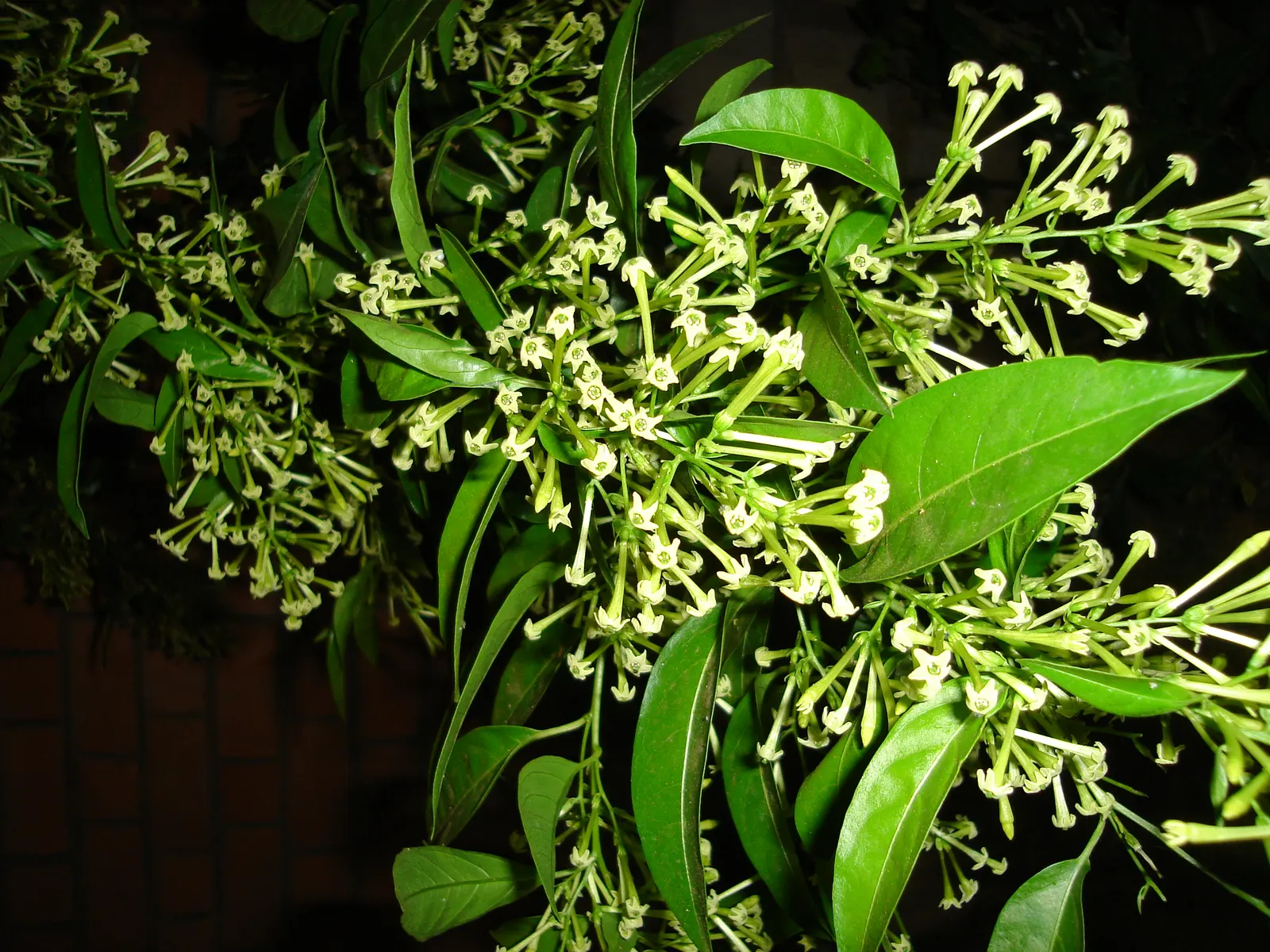 Night Blooming Jessamine (Cestrum Nocturnum) — This species thrives in USDA hardiness zones 8 through 11 and prefers a warm; the Night Blooming, image 59