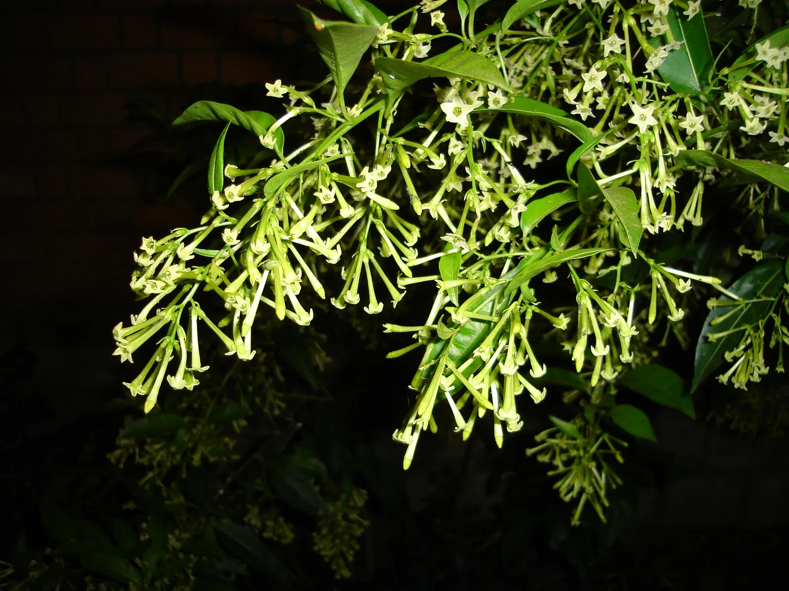 Night Blooming Jessamine (Cestrum Nocturnum) — in height, with simple leaves and tubular, green-white flowers; lanceolate leaves measuring 4 to 8, image 106